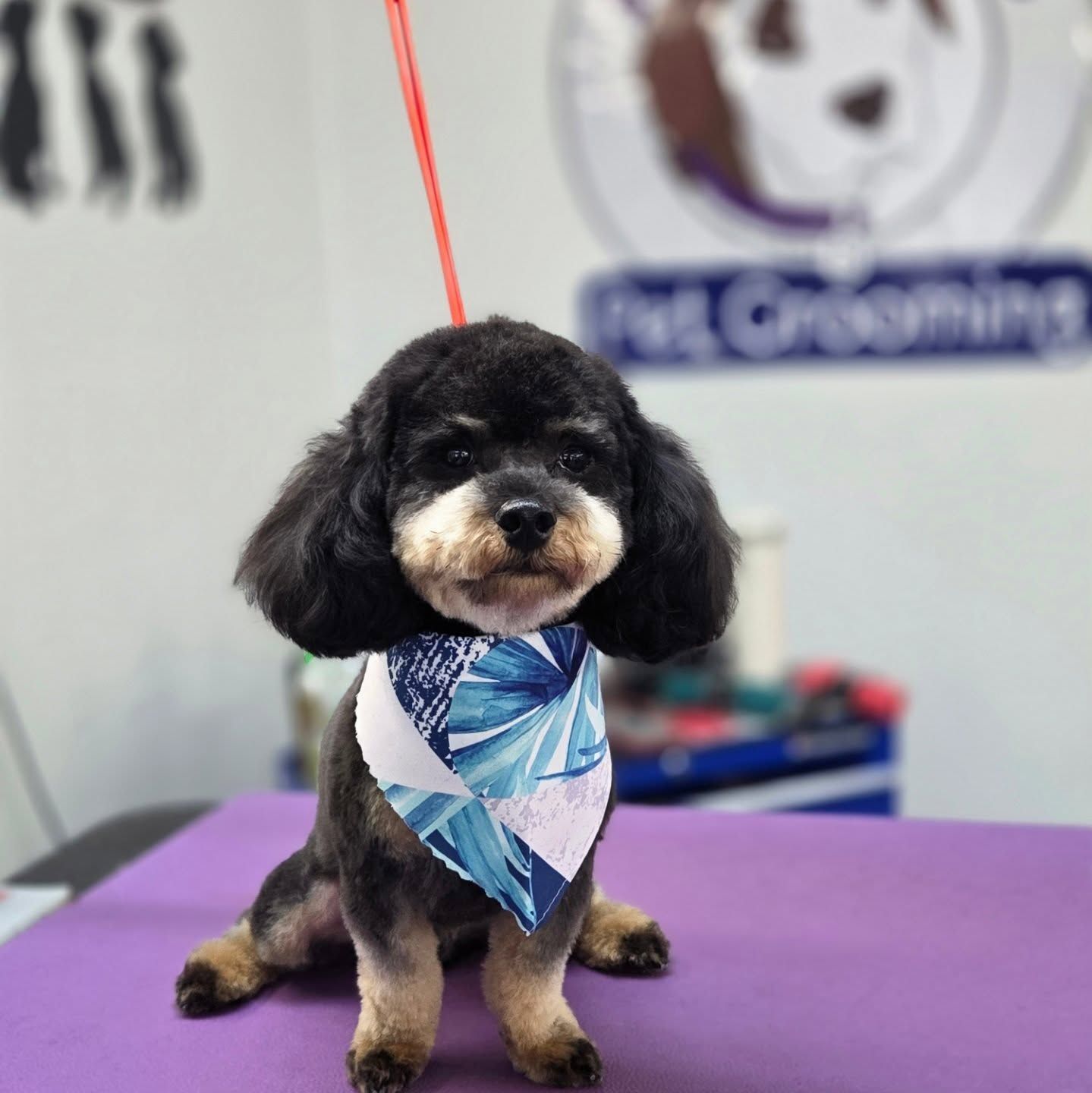 Black and tan poodle with a blue bandana, sitting on a purple table in a pet grooming shop.