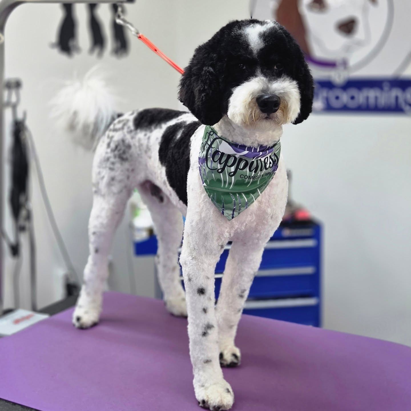 Black and white dog groomed at a pet salon wearing a bandana that reads 