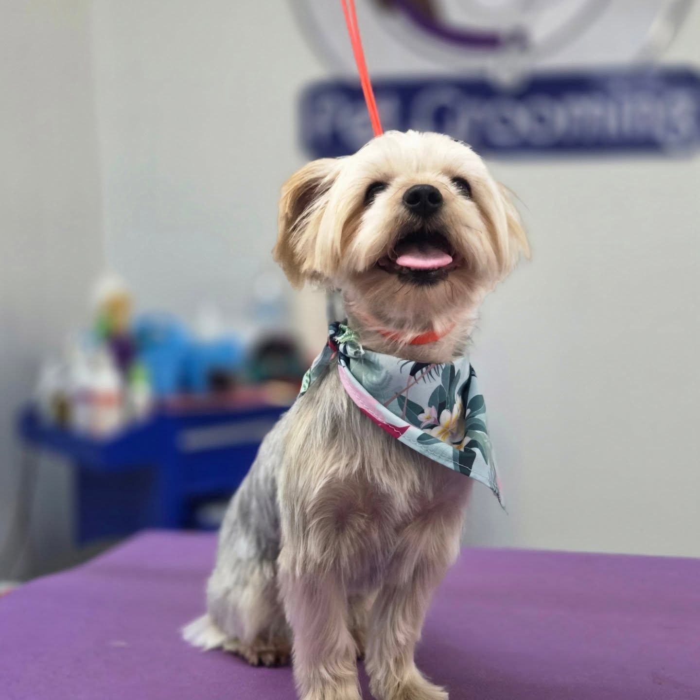 Yorkshire Terrier sits happily, wearing a bandana, on a grooming table.