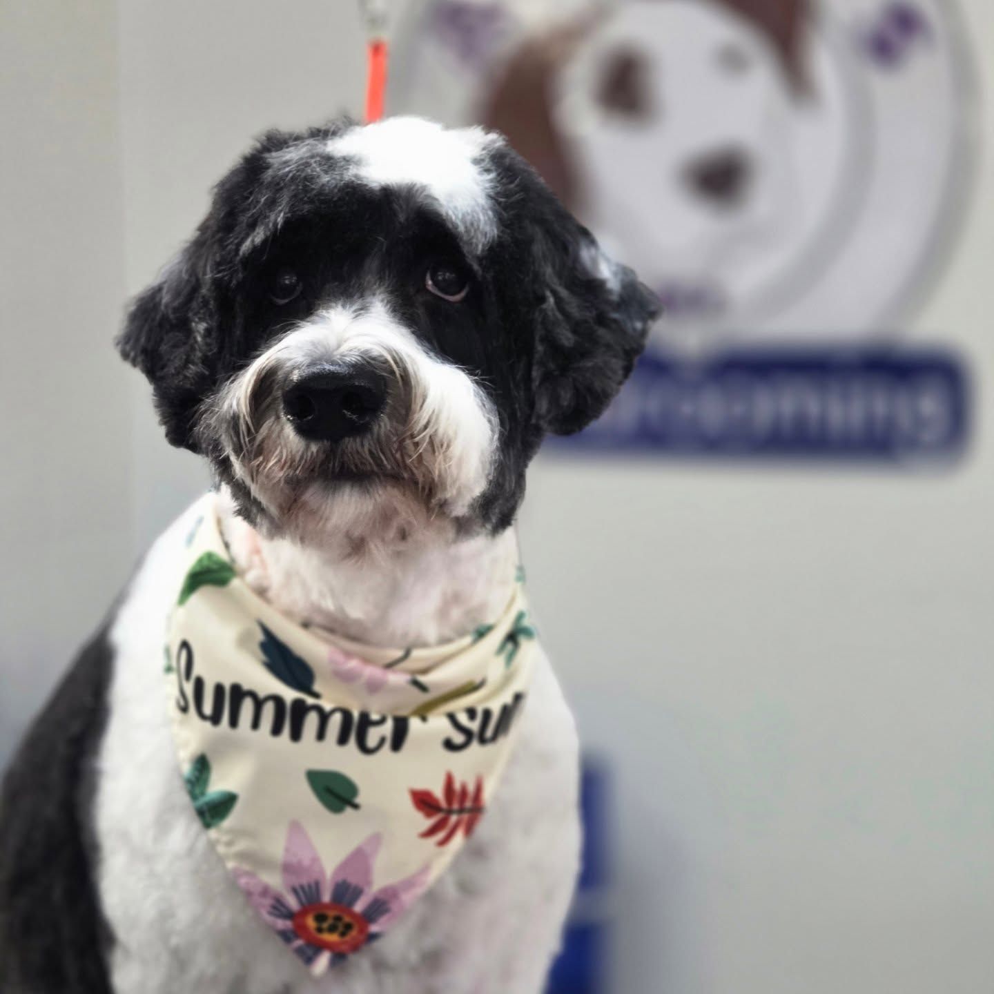 Black and white dog wearing a floral bandana that says 