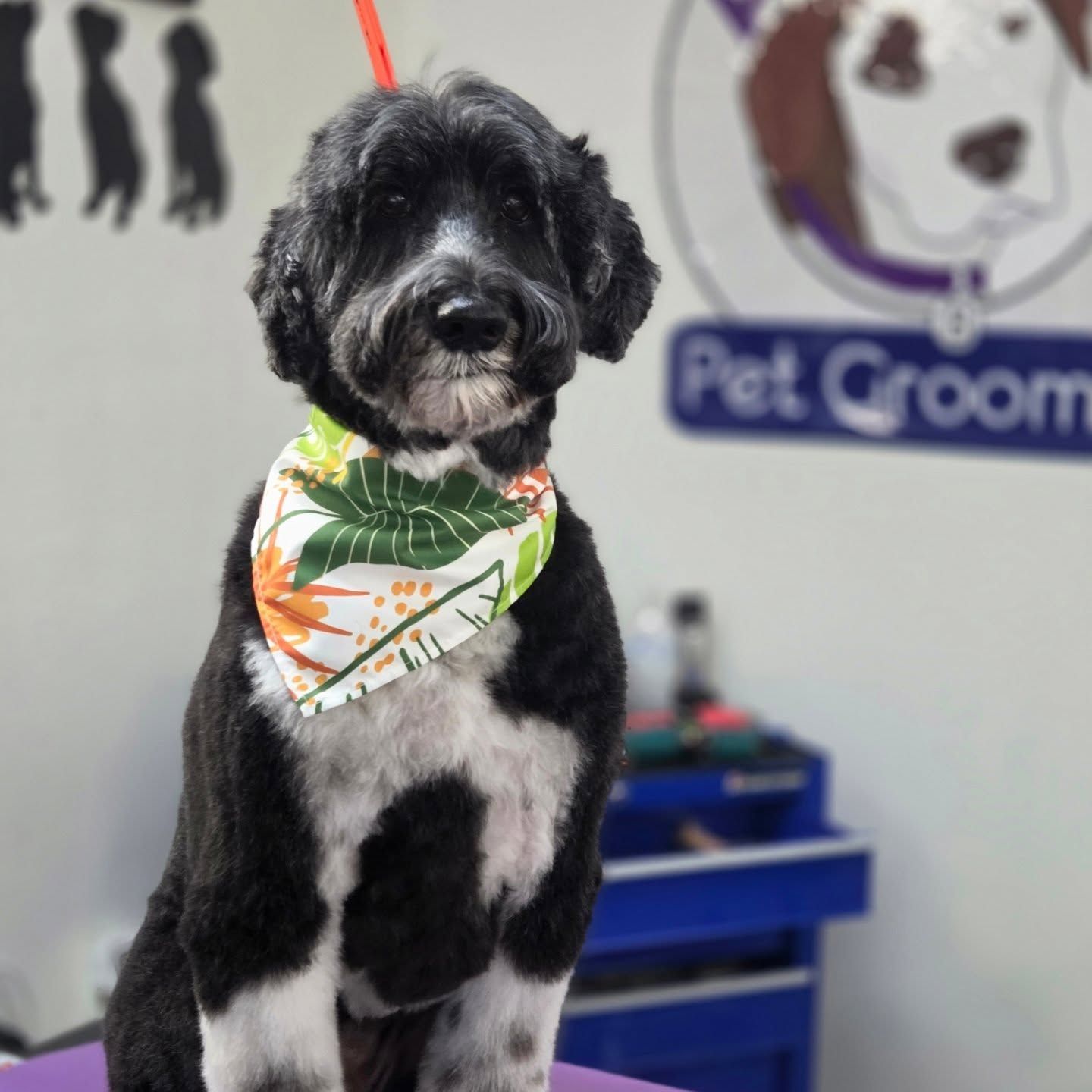 Black and white dog with bandana, posed in pet grooming salon.
