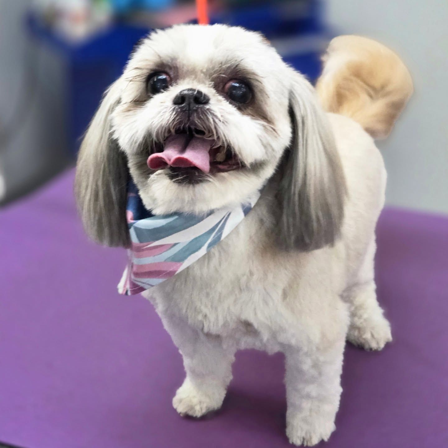 Happy Shih Tzu dog with a fresh haircut, wearing a striped bandana, on a purple table.