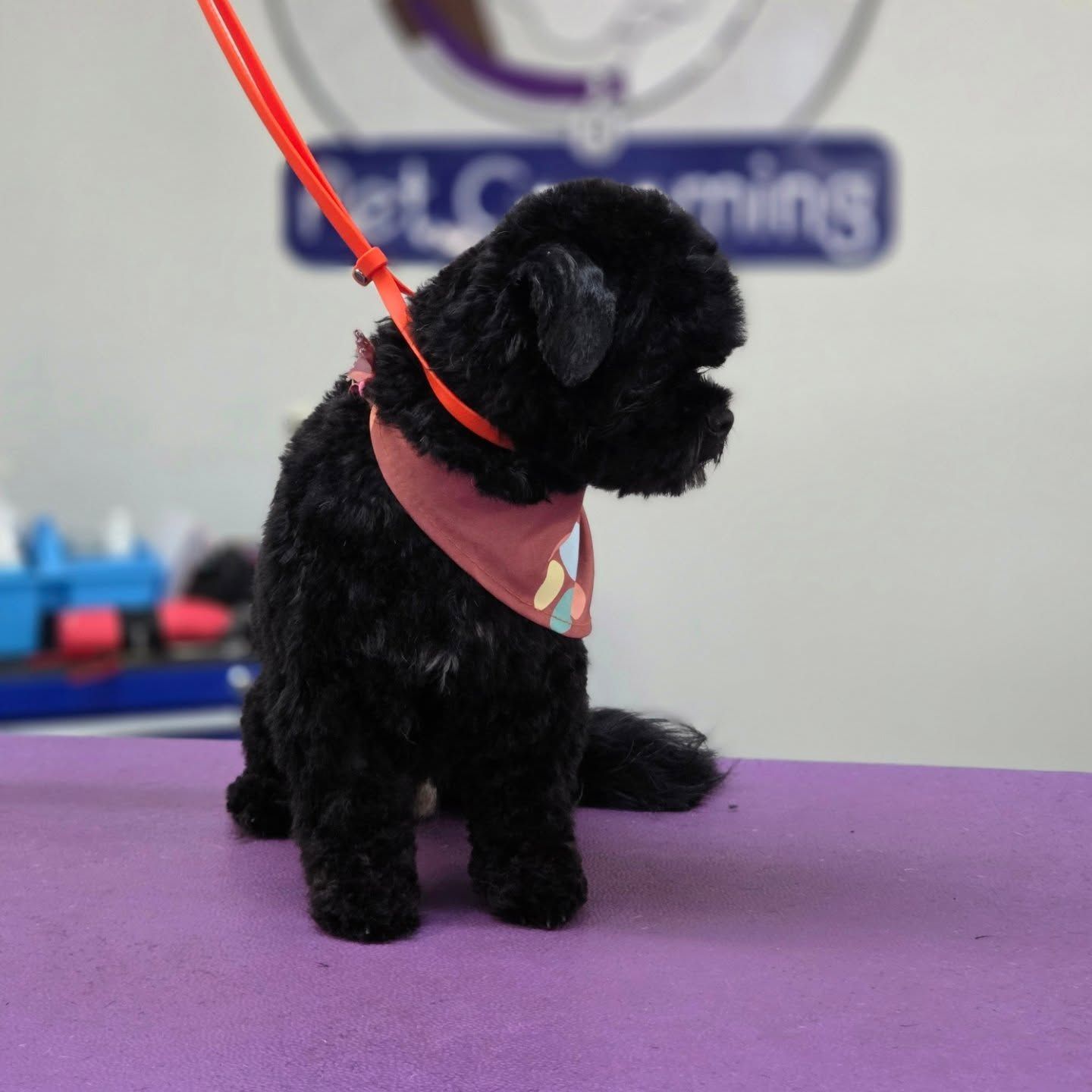 Black fluffy dog with a red leash and bandana sitting on a purple table.