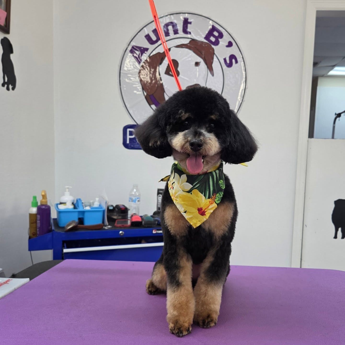 Black and tan poodle with a bandana sits on a purple grooming table at Aunt B's.
