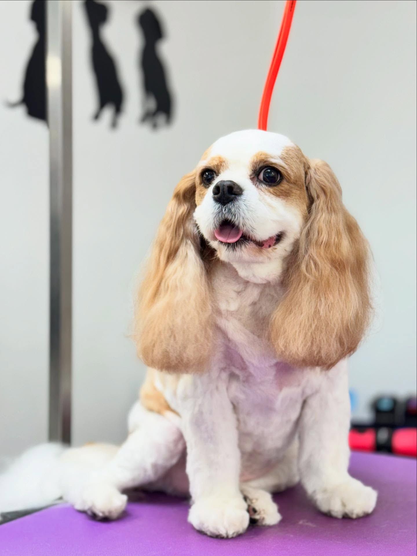 Cavalier King Charles Spaniel with a fresh groom, sitting on a purple table, smiling.