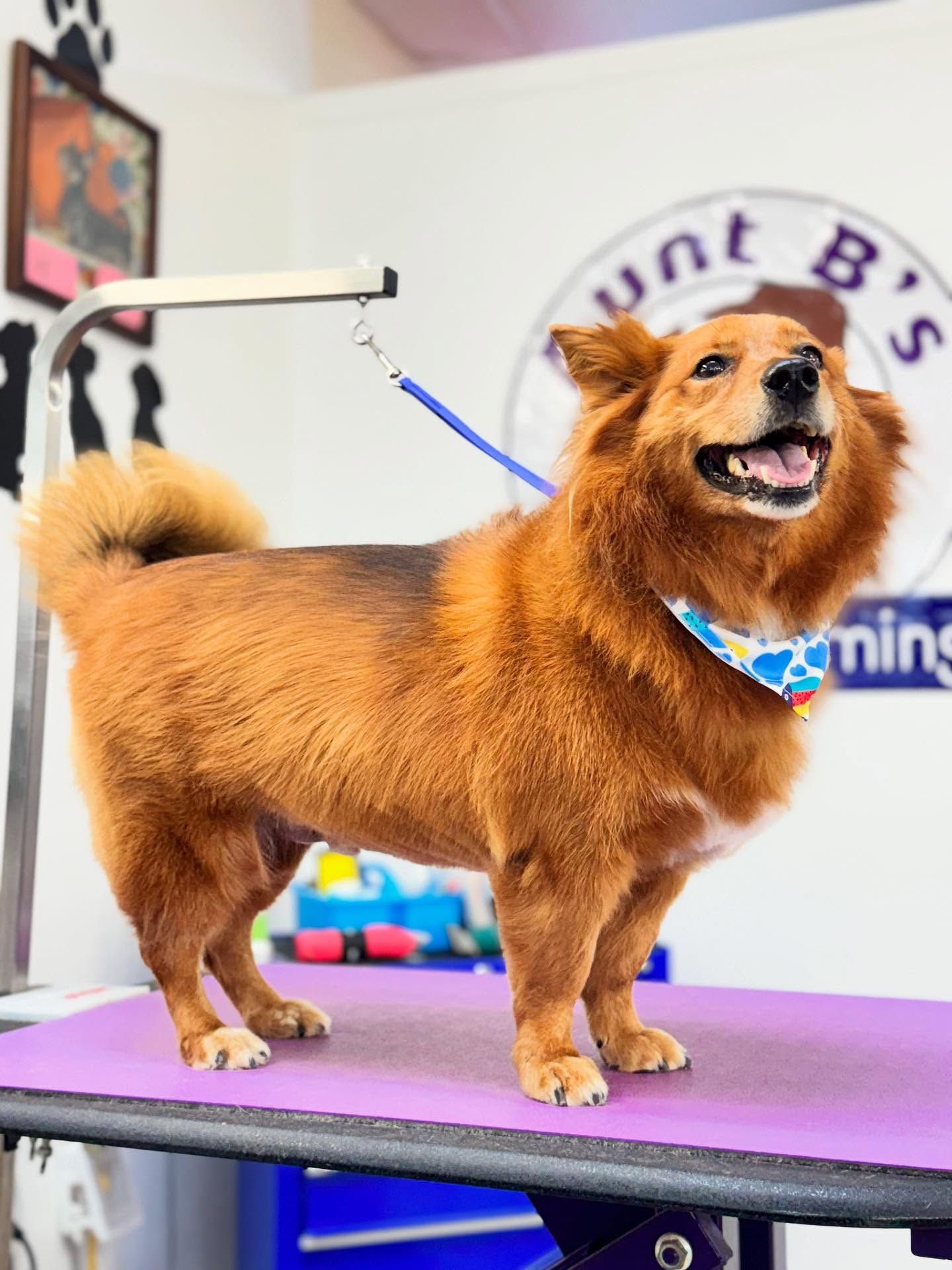 Dog with a brown coat wearing a bandana, stands on grooming table.