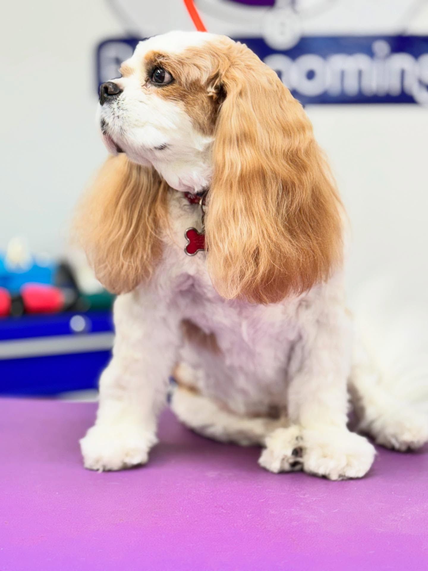 Cavalier King Charles Spaniel with a tan and white coat, sitting on a purple table after grooming, looking alert.