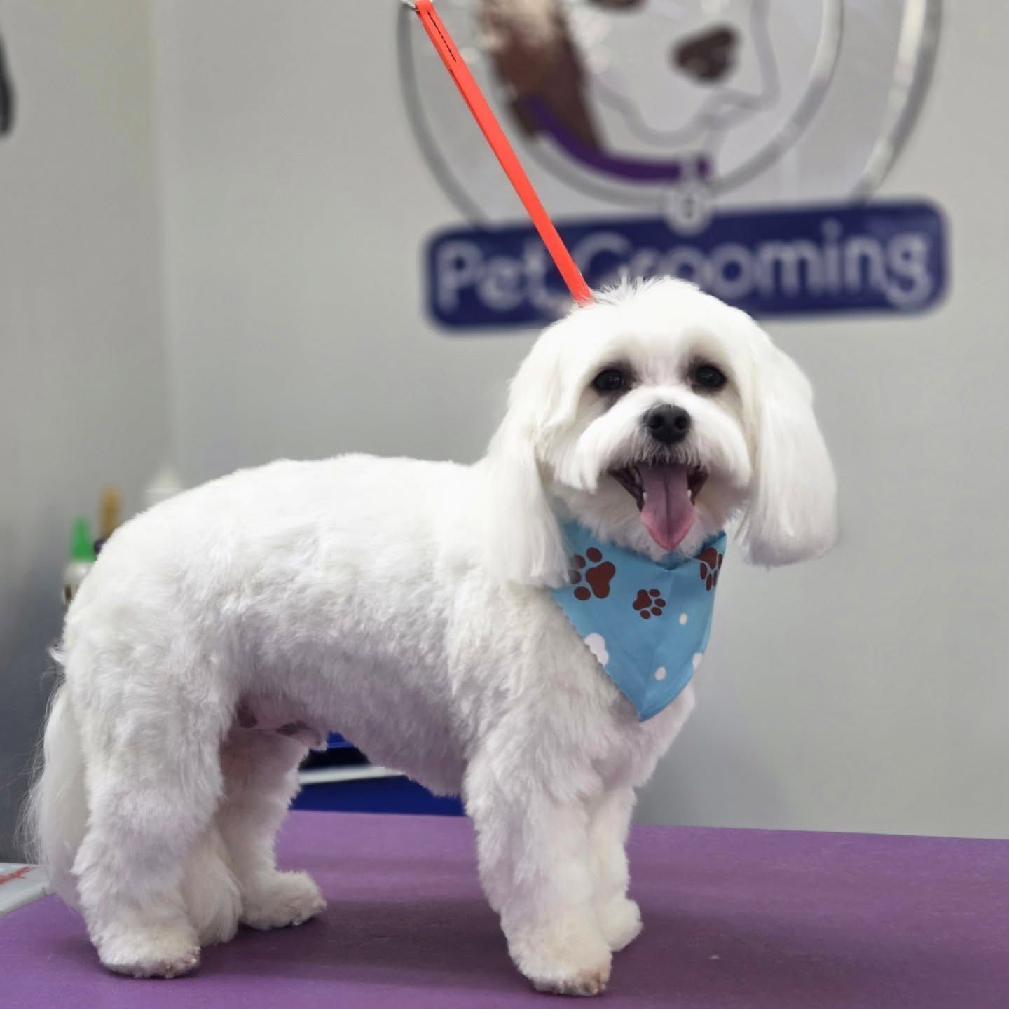 White Maltese dog with a blue bandana, standing on a purple grooming table, tongue out. Pet grooming sign in background.