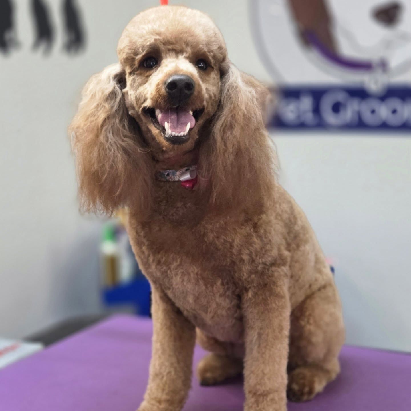 Brown poodle with a short haircut, sitting with a happy expression on a grooming table.