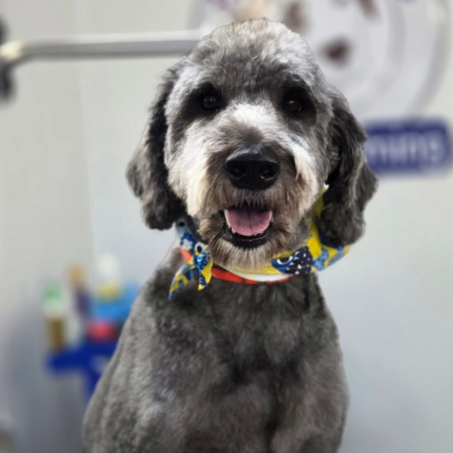 Gray poodle with a bandana, smiling, looking at the camera.