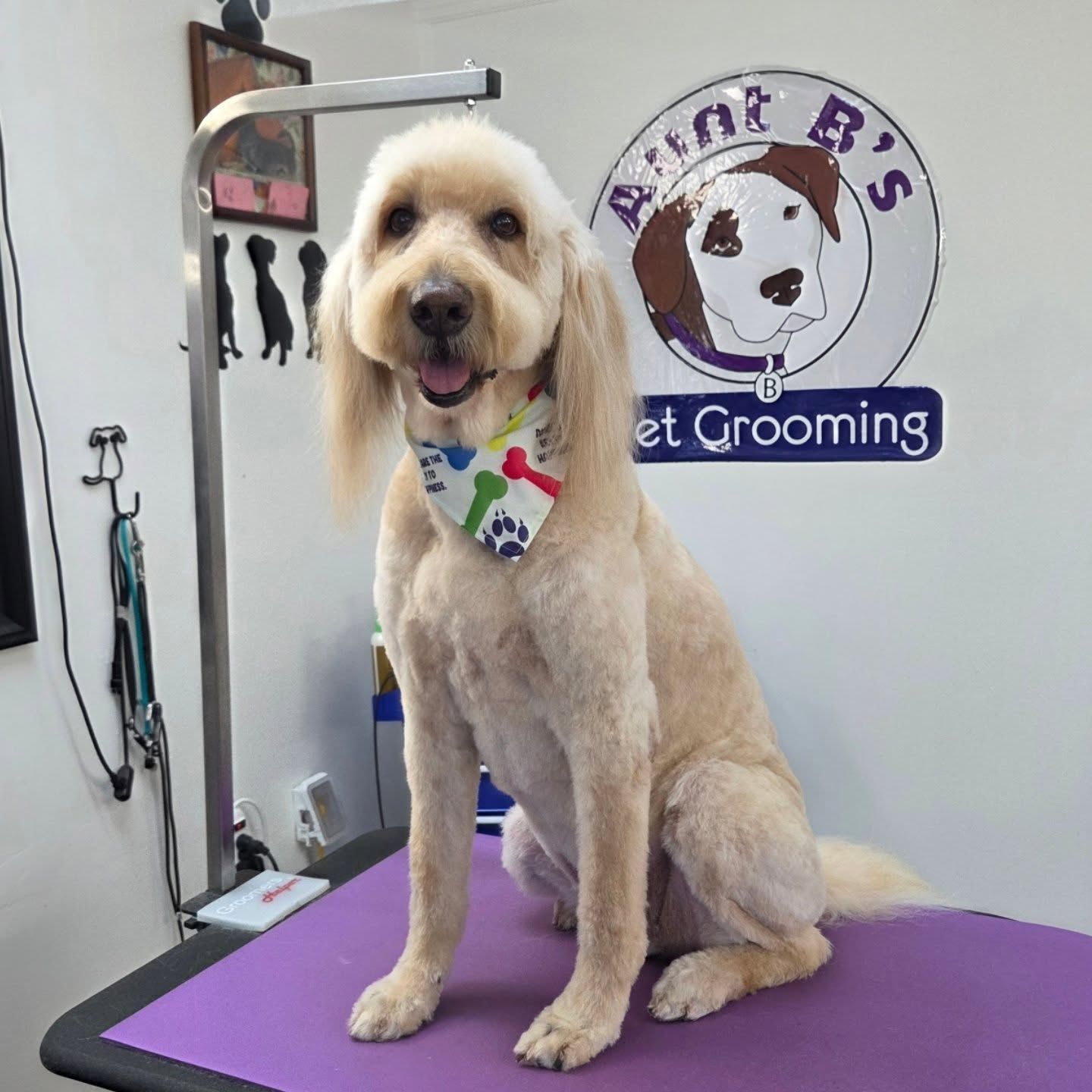 Goldendoodle dog sits on grooming table, smiling. Wearing a bandana; background is a pet grooming salon.