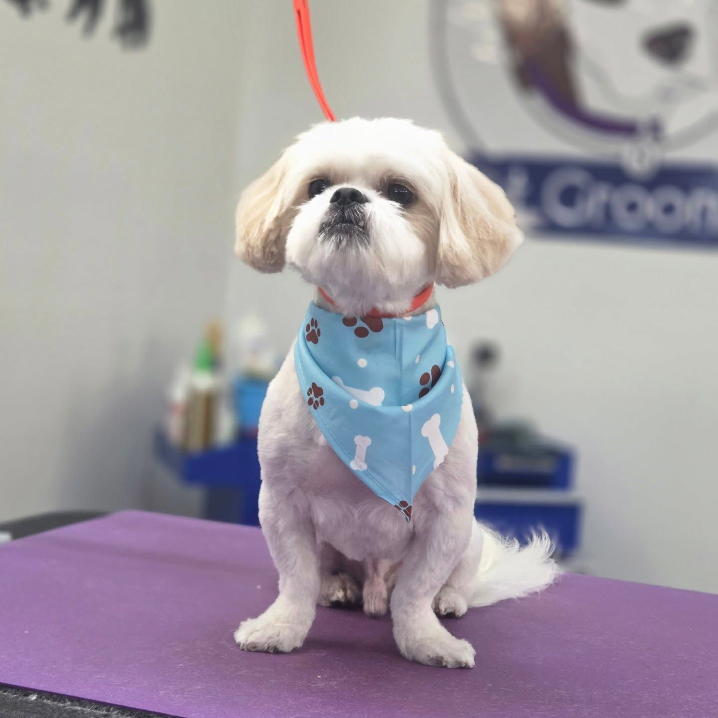Shih Tzu dog groomed, wearing a blue bandana with bone prints, sits on a purple surface.