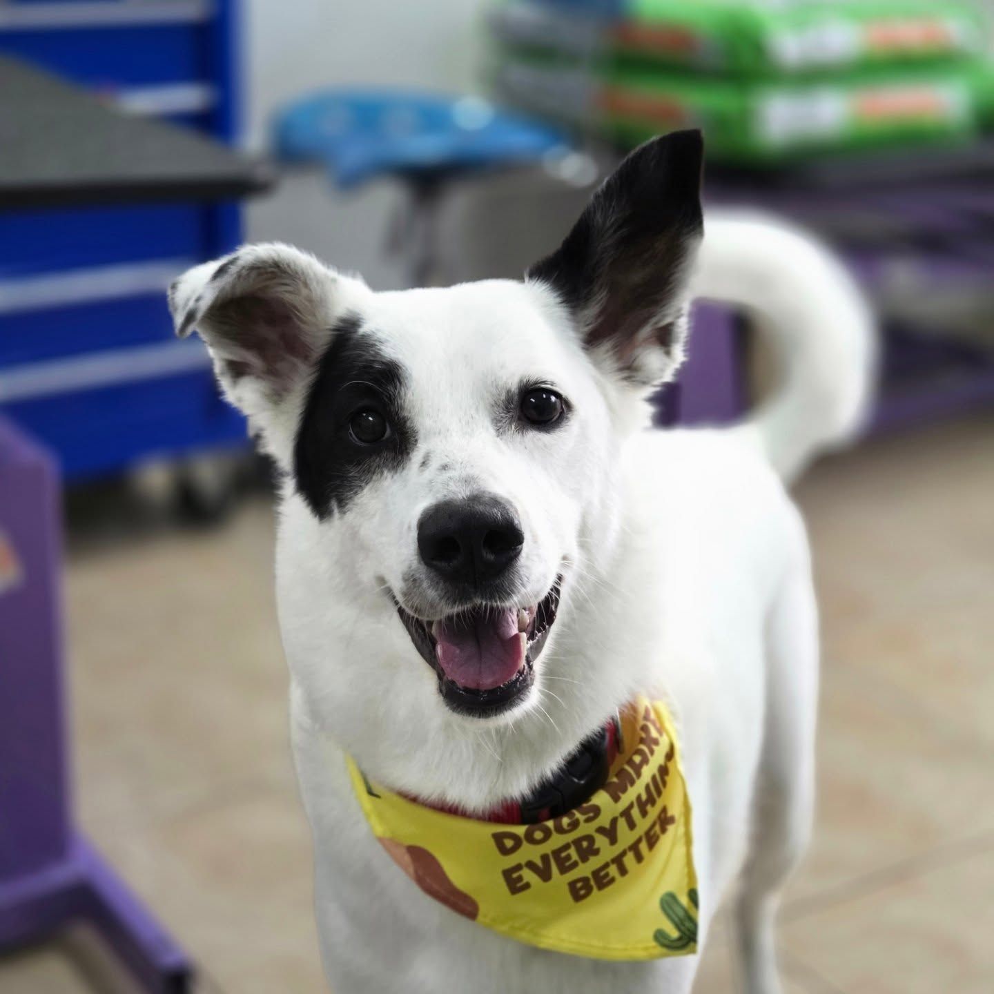 Happy white dog with black eye patch and ear, wearing a 