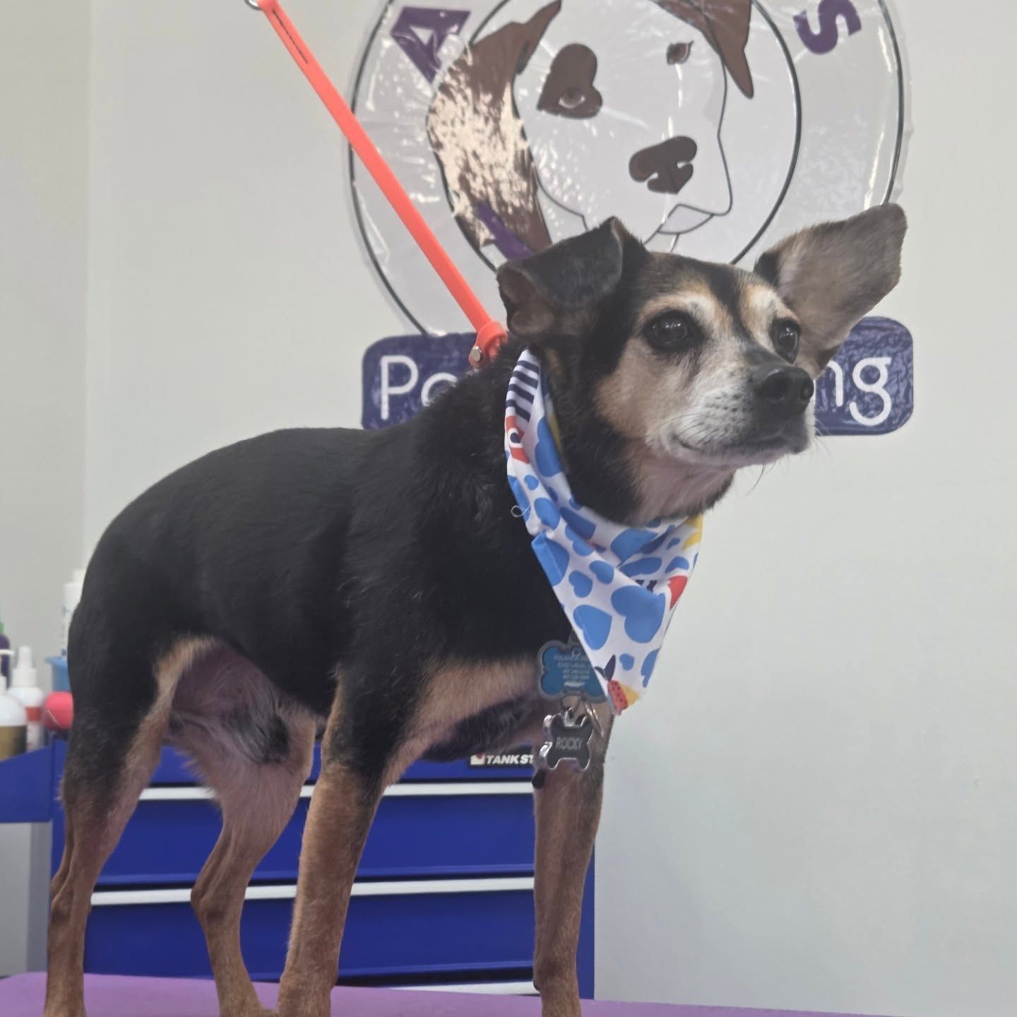 Dog with floppy ears, bandana, and dog tag stands on a purple surface in a pet grooming shop.