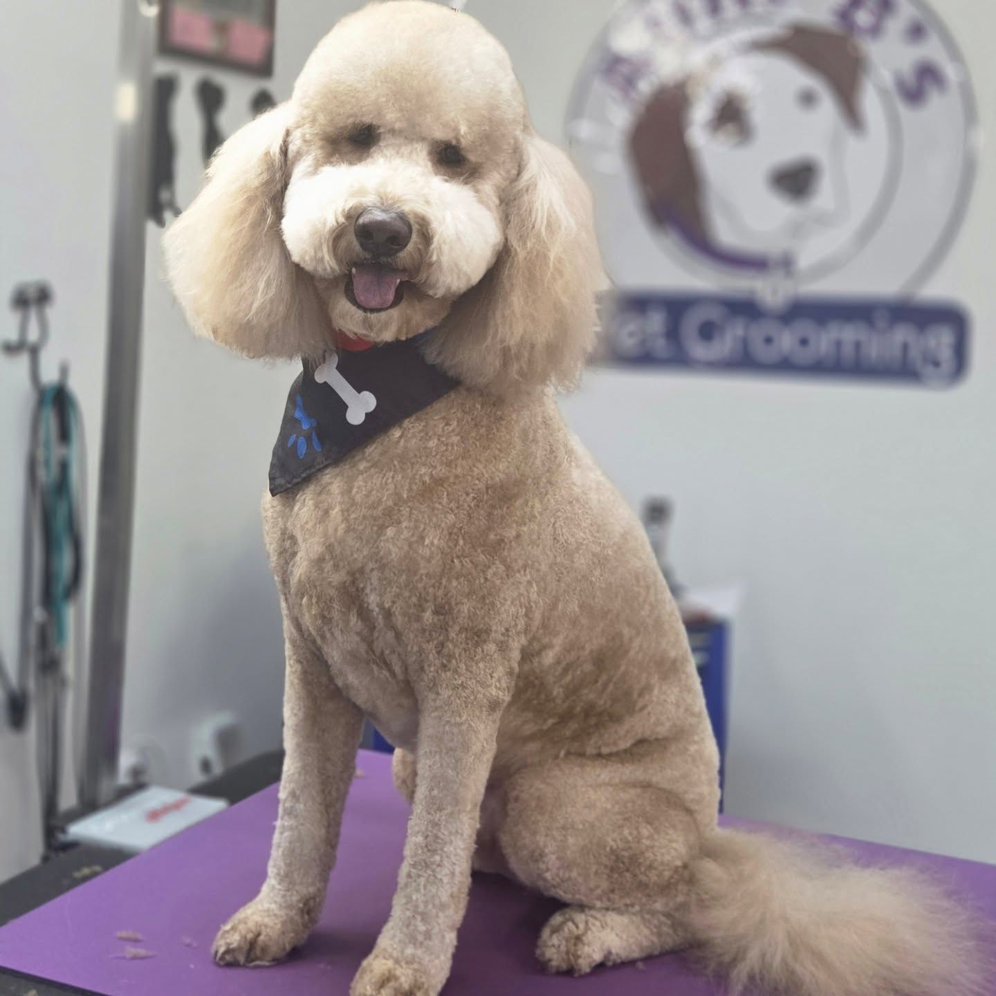 Tan poodle with a teddy bear cut sits on a grooming table, wearing a bandana.