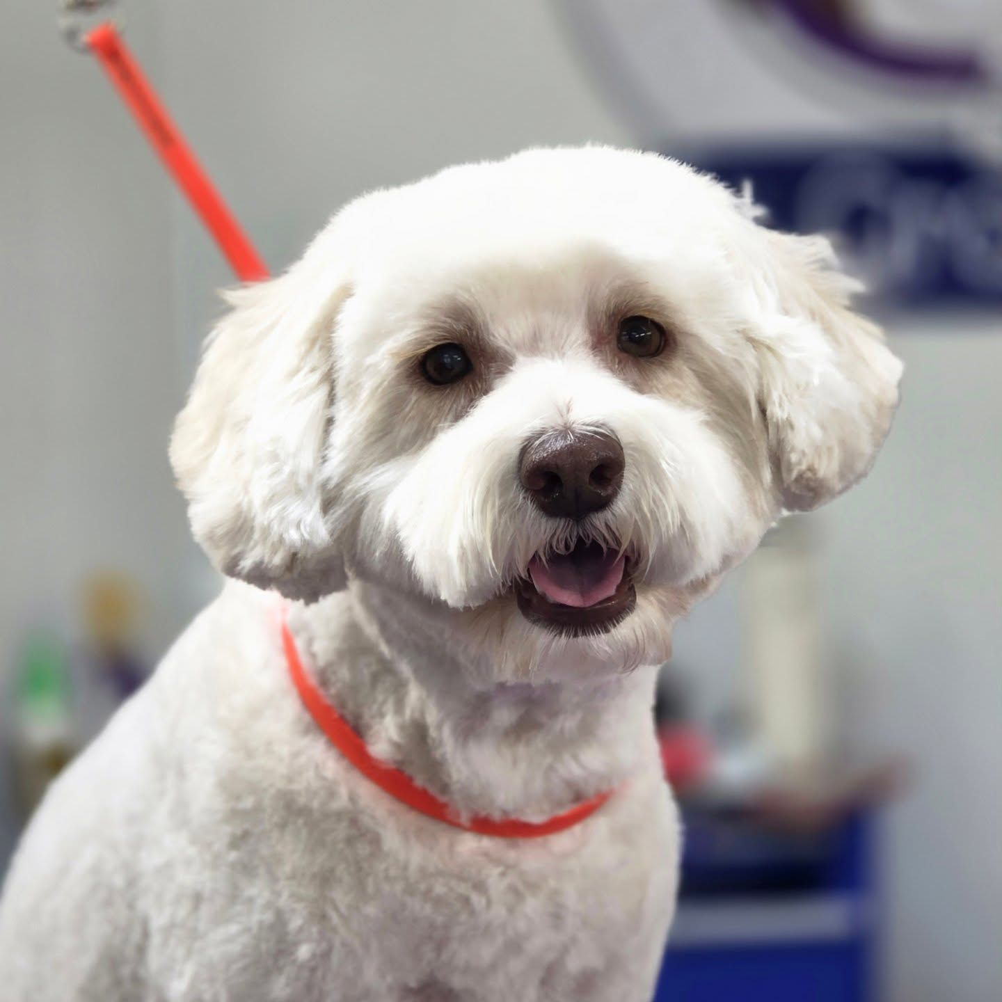 White dog with brown eyes and a trimmed face, wearing an orange collar.