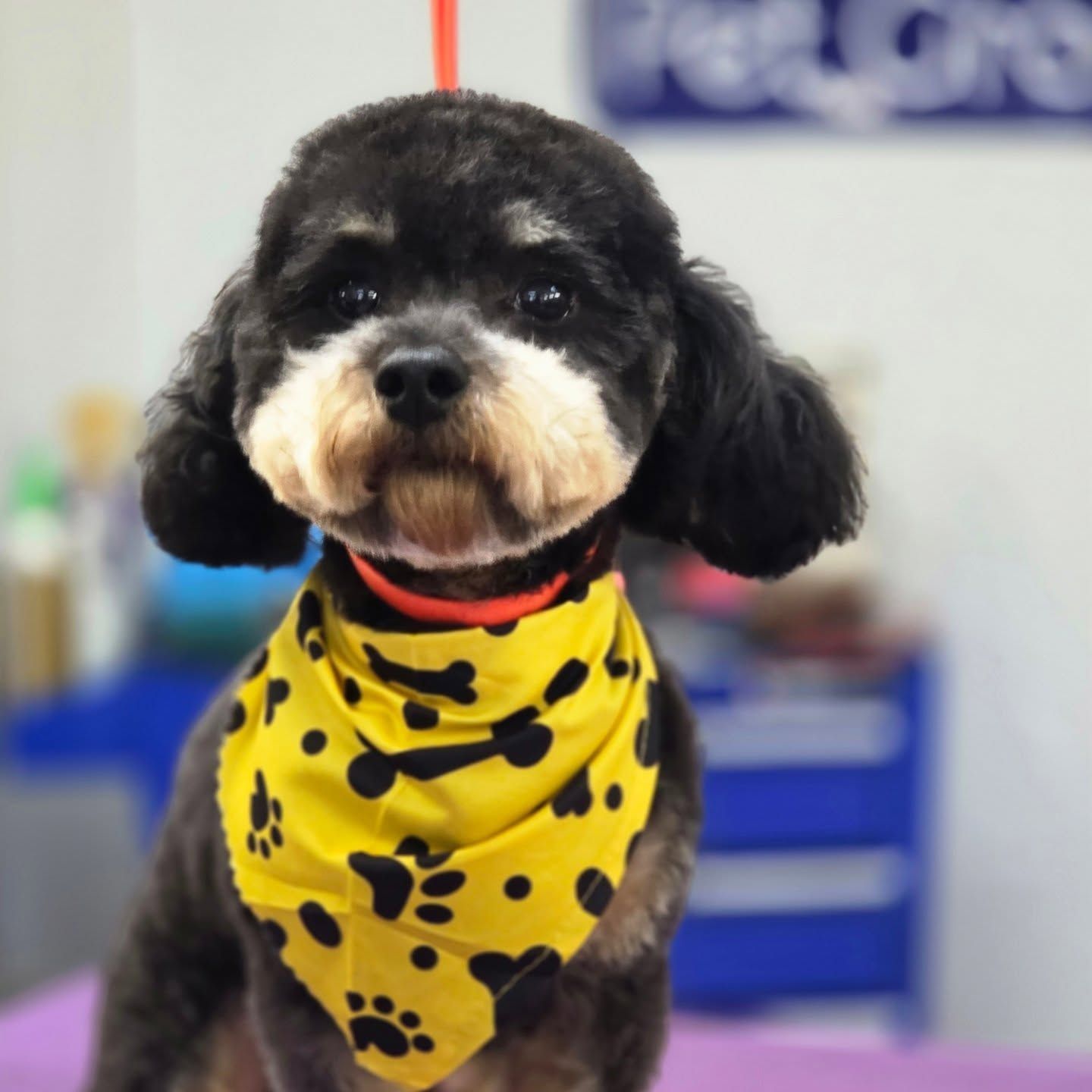 Black and tan dog wearing a yellow bandana with black paw prints and bones, sitting on a purple surface.