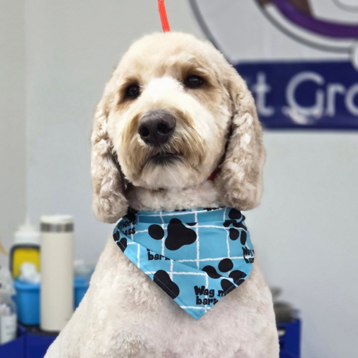 Beige Goldendoodle wearing a blue bandana with black paw prints.