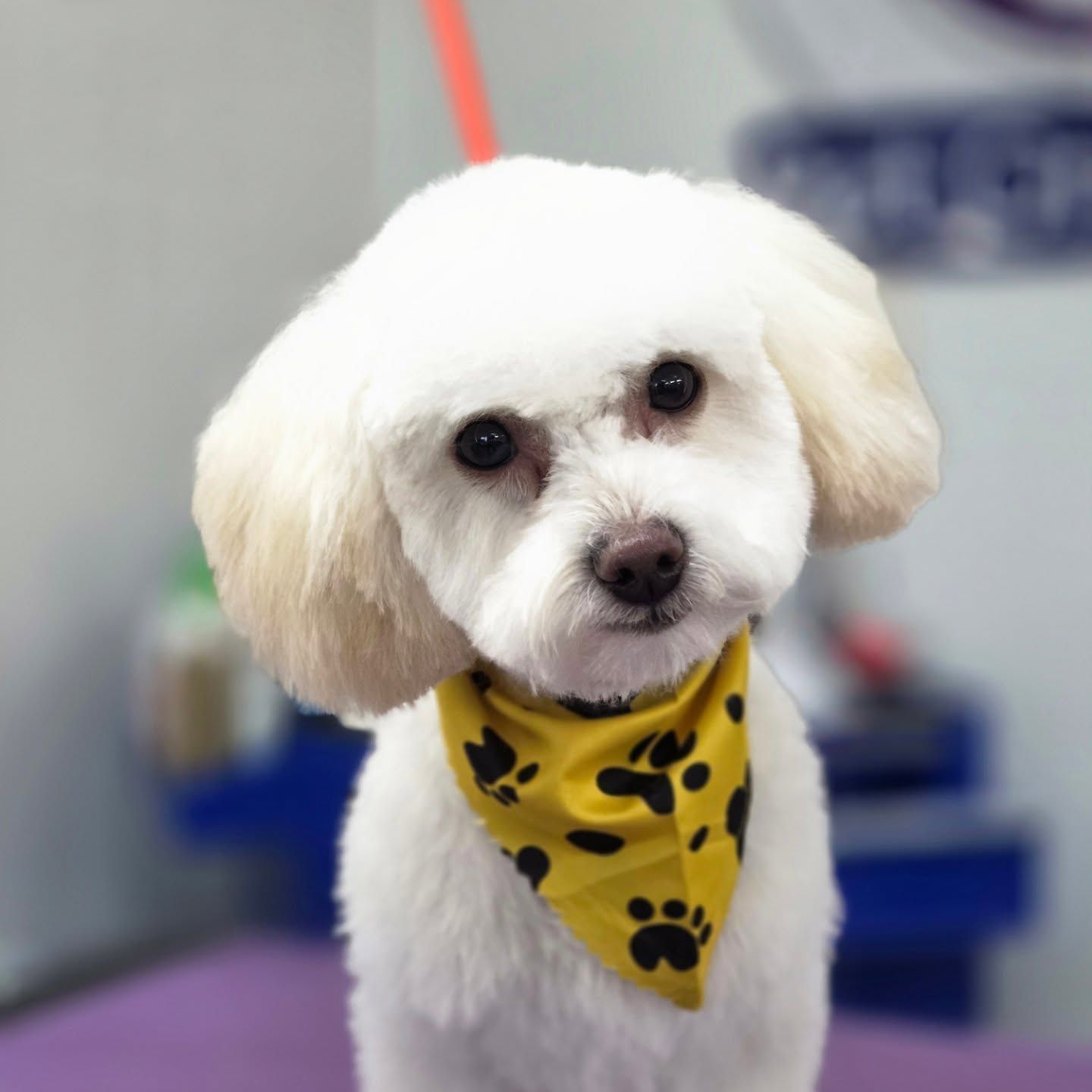 White dog with a yellow bandana and paw print pattern, looking at the camera.