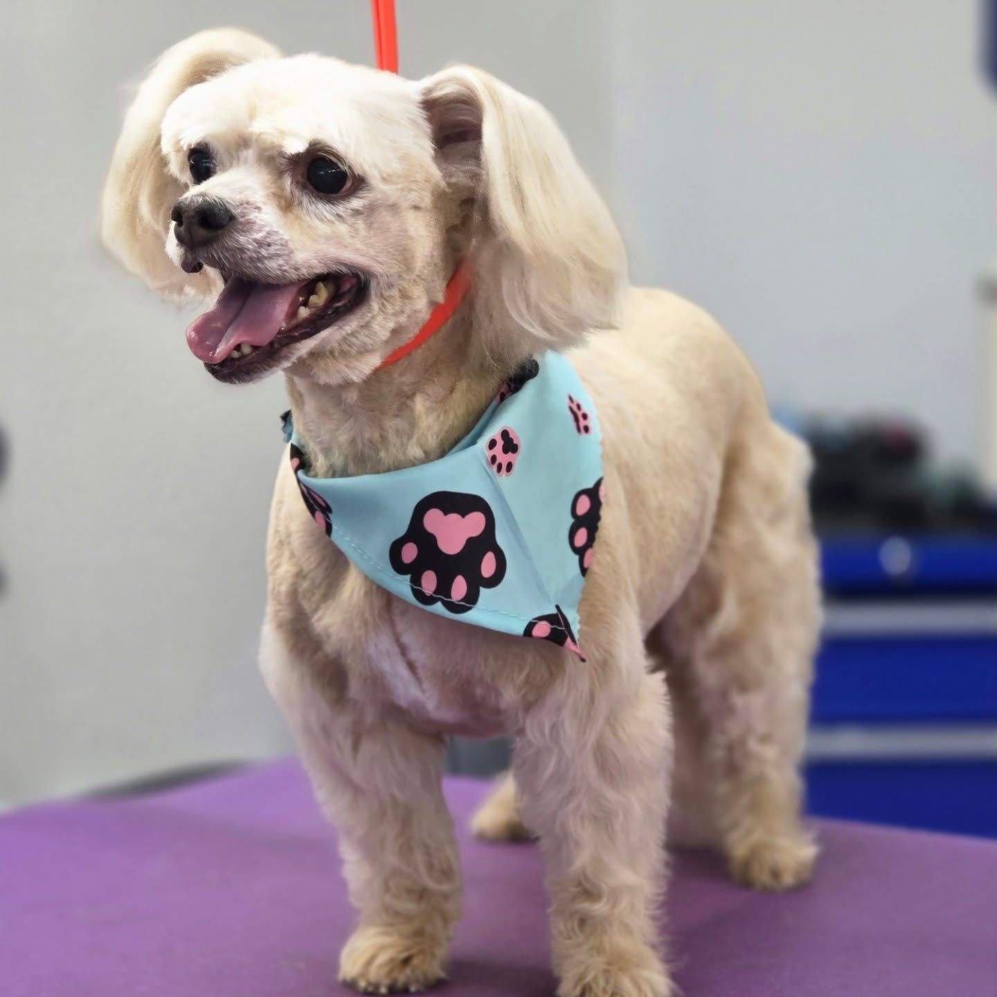 Beige dog with open mouth, wearing a blue paw-print bandana, standing on purple surface.