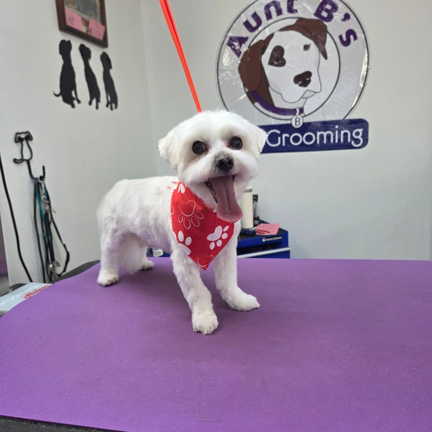 White dog with tongue out wearing a red bandana, standing on a purple grooming table. 