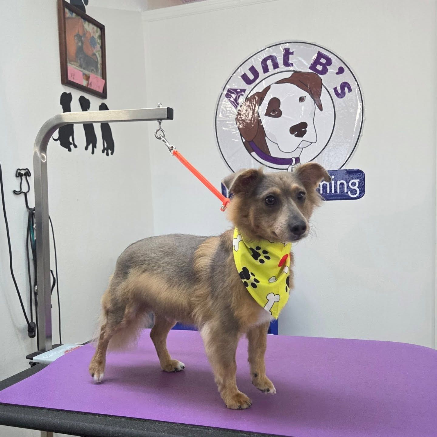 Dog wearing yellow bandana at a grooming salon with 