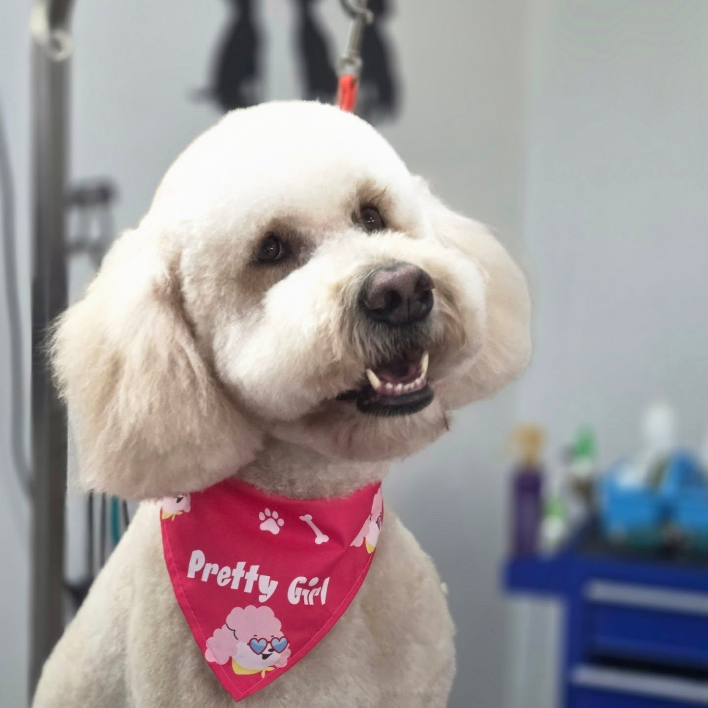 A groomed cream-colored poodle wearing a 