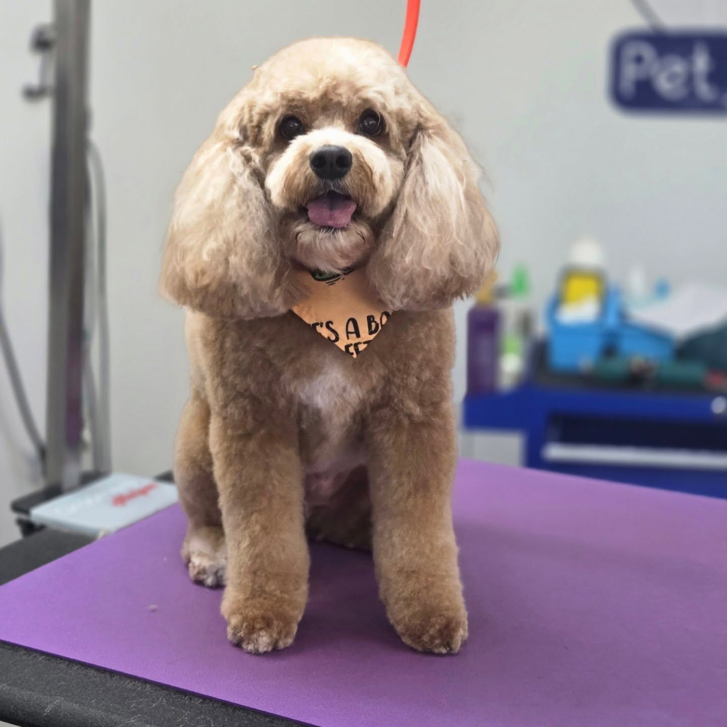 Brown dog with a fresh groom stands on a purple grooming table, smiling with a bandana on.