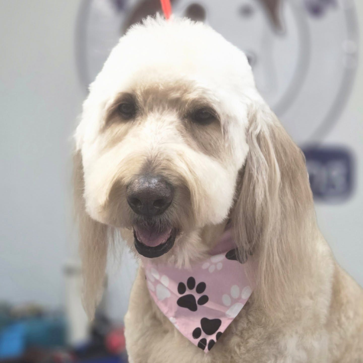 Golden doodle dog wearing a pink paw print bandana, with a fresh haircut and happy expression.