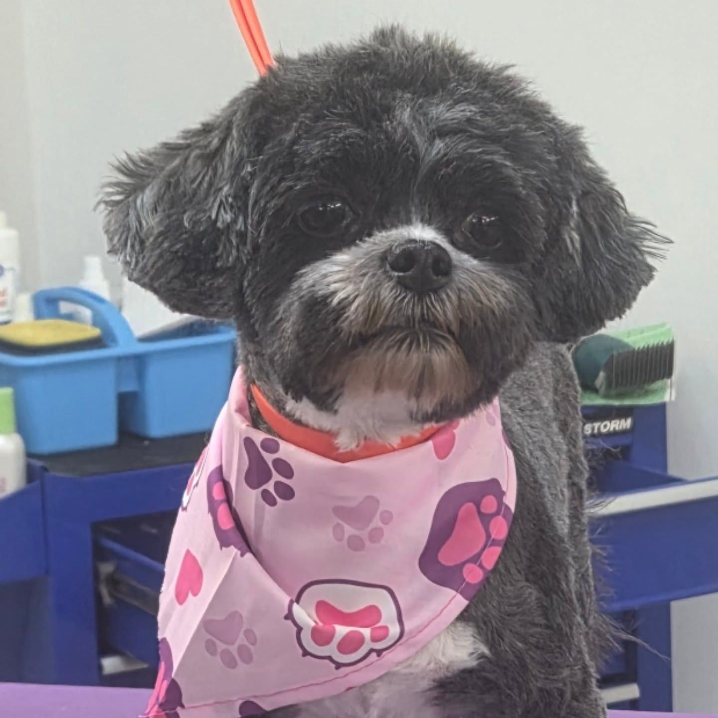 Black and white Shih Tzu with pink paw print bandana, at a grooming station.