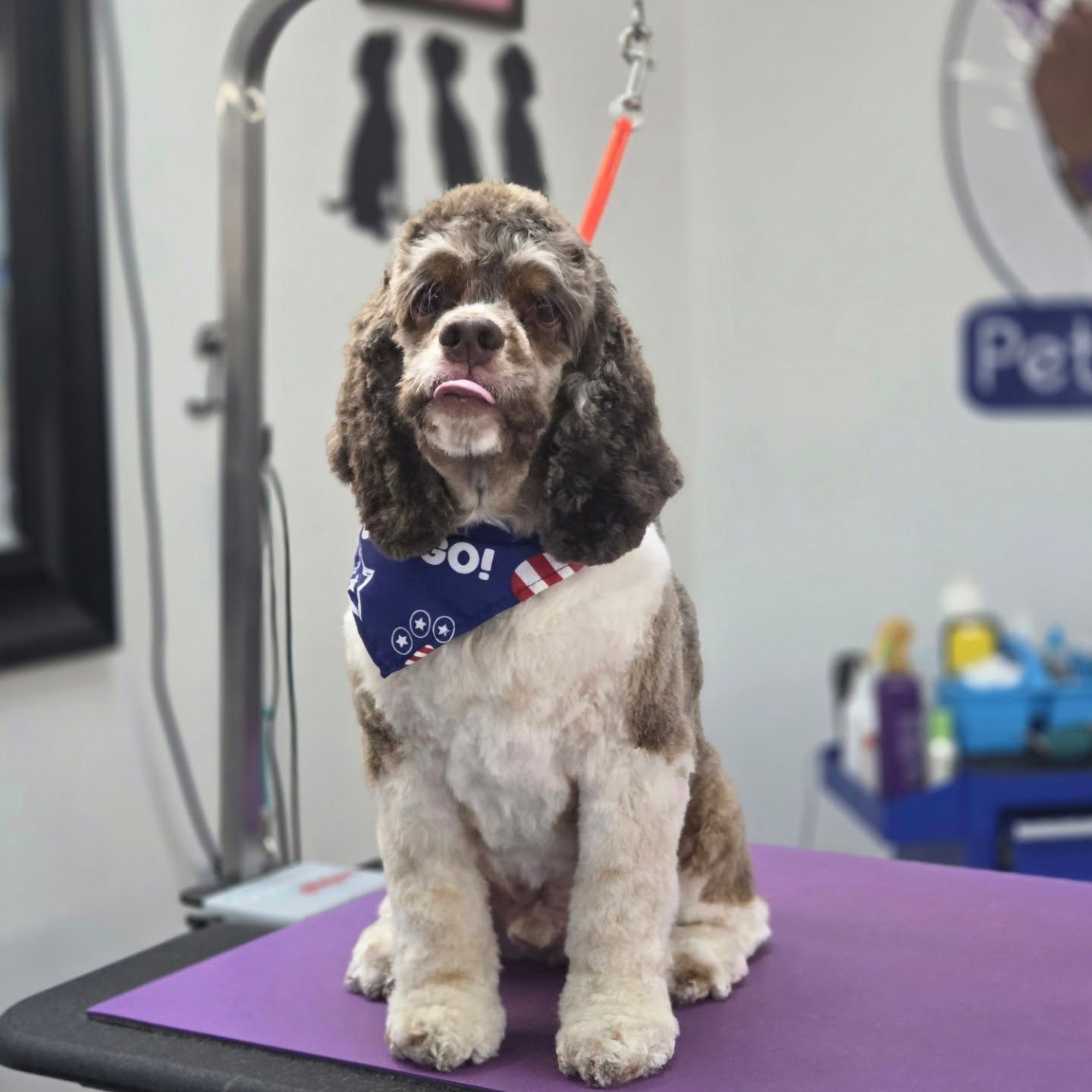 American Cocker Spaniel with tongue out, wearing a bandana, sitting on a purple grooming table.