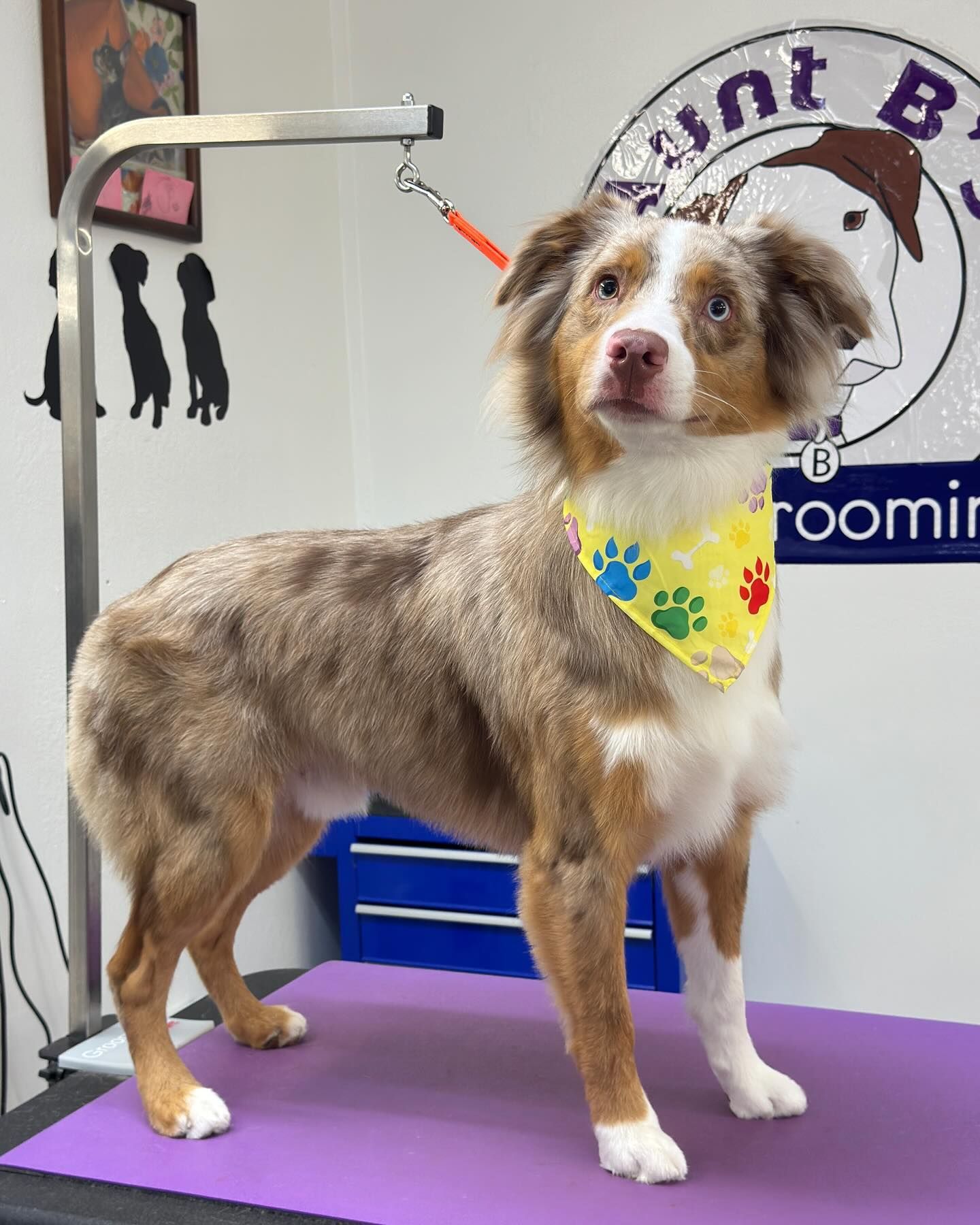 Australian Shepherd dog with a yellow bandana stands on a grooming table.