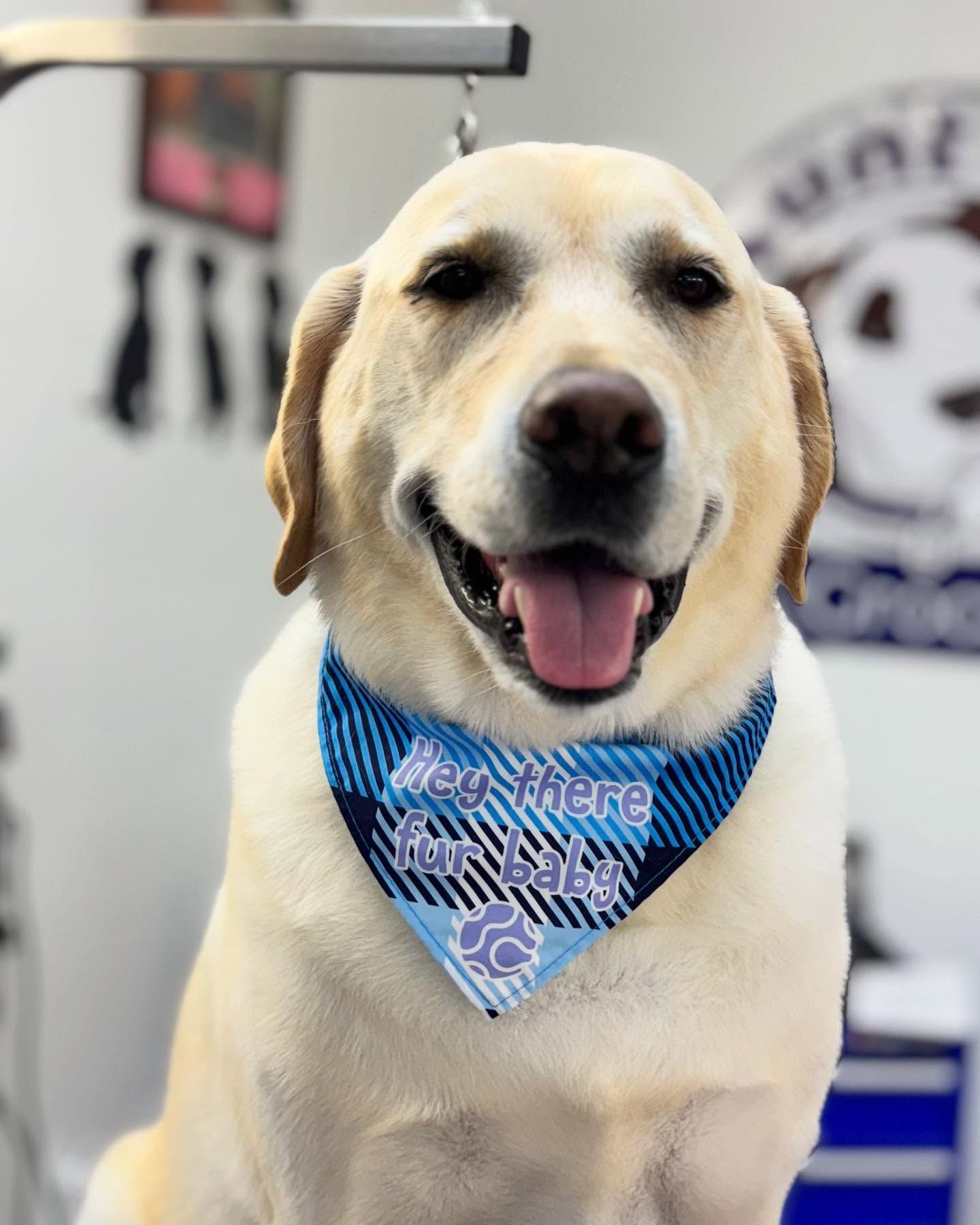 Yellow Labrador wearing a blue plaid bandana that says 
