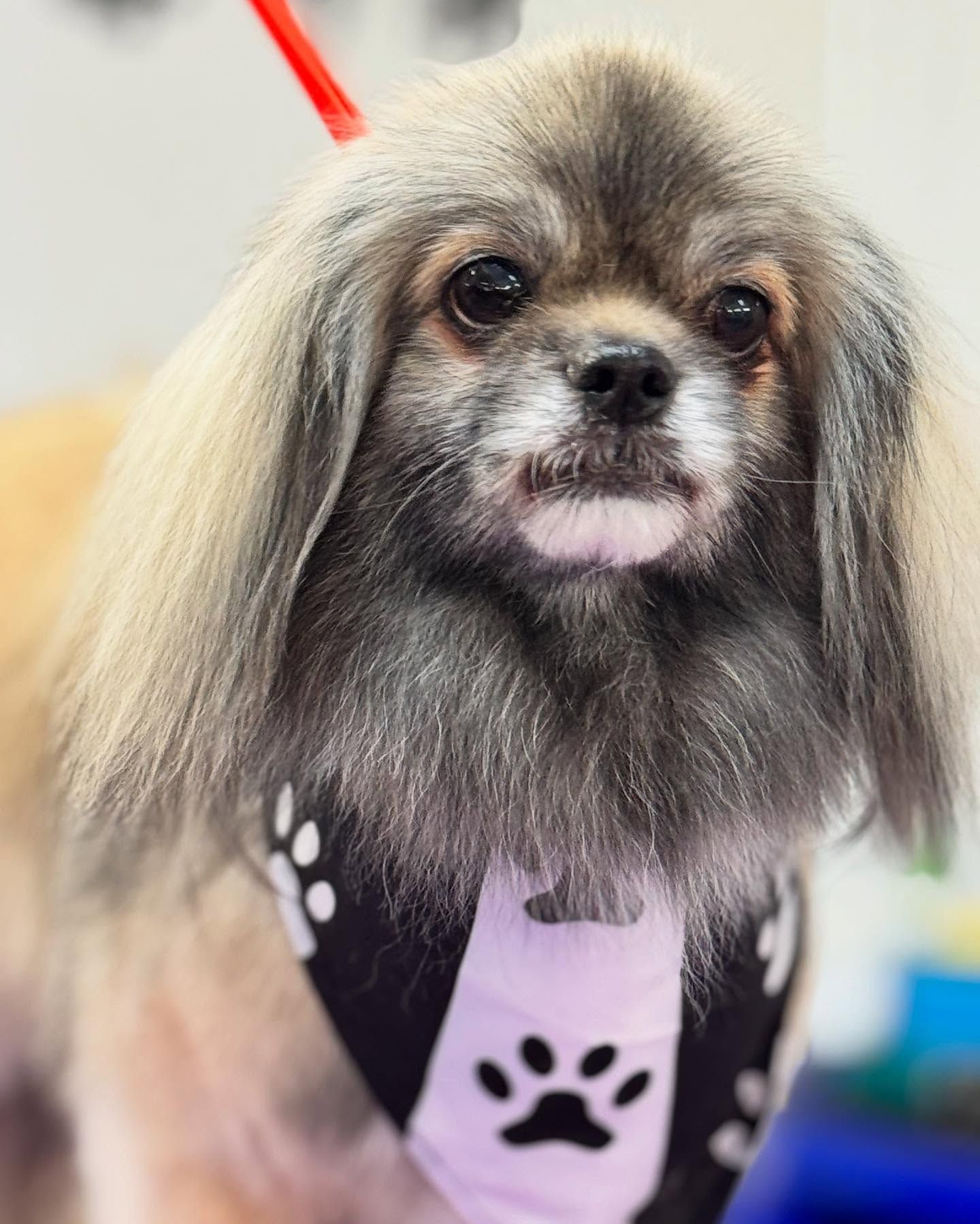 Pekinese dog with long, greyish hair, wearing a bandana with paw print, looking at the camera.