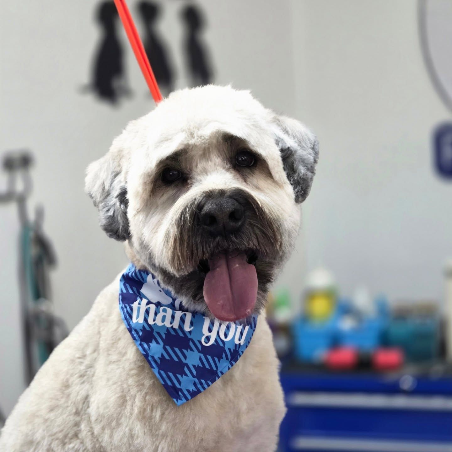 Beige dog with bandana that reads 