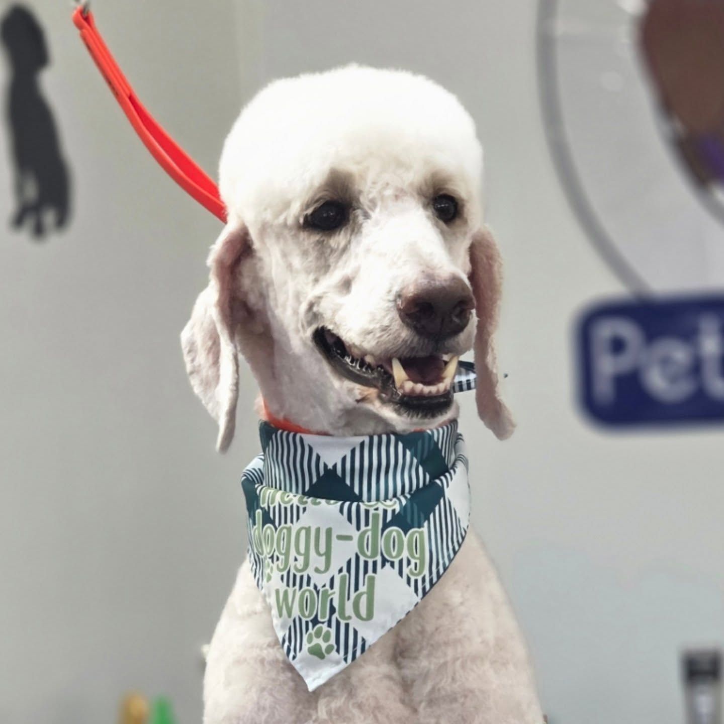 White poodle with a bandanna and red leash.