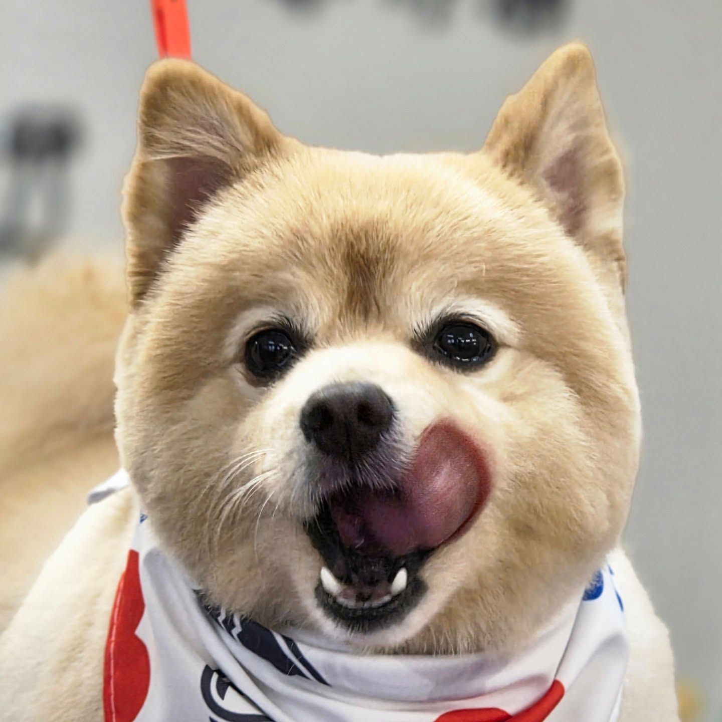 Pomeranian dog with beige fur, licking its lips, wearing a patterned bandana.