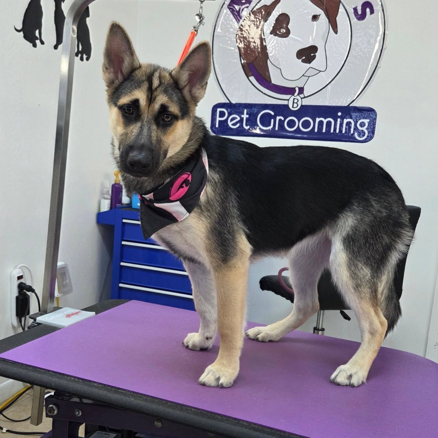 German Shepherd dog on a grooming table, wearing a bandana. Cream and black fur, indoor setting.