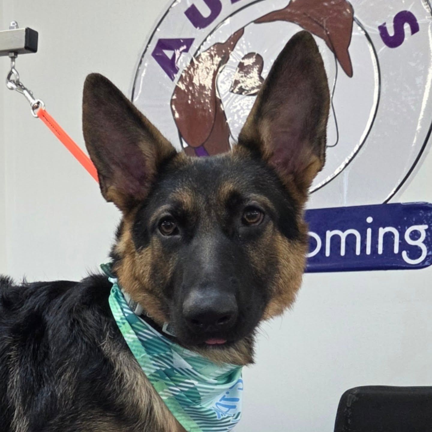 German Shepherd dog wearing a bandana, looking at the camera. Grooming salon background.