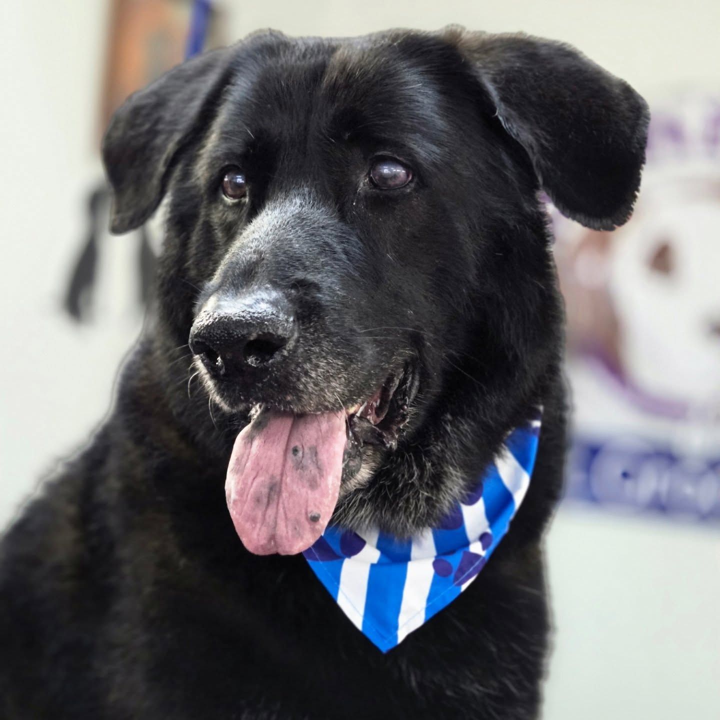 Black dog with a blue and white bandana, panting with tongue out.