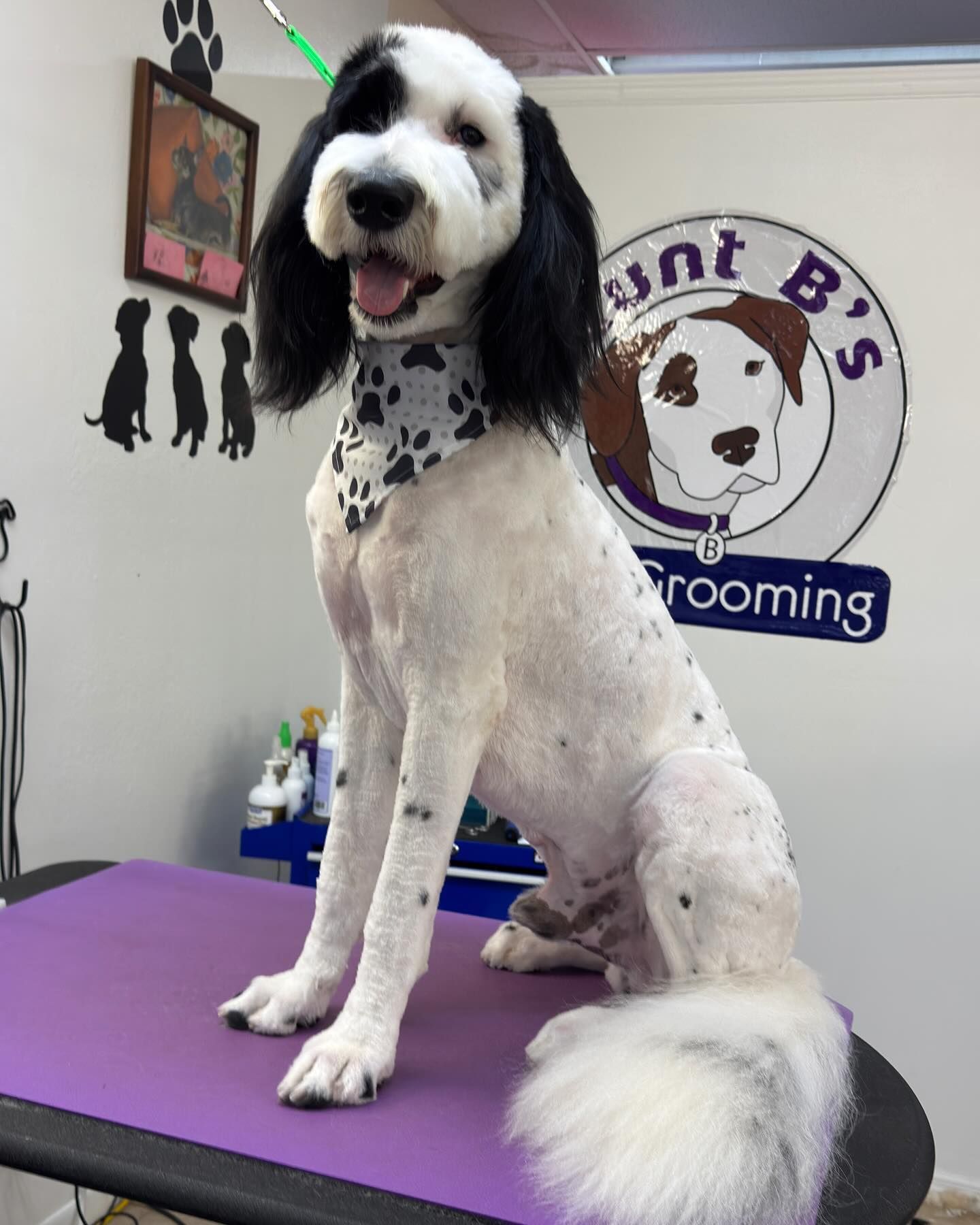 A white and black dog with a bandana sits on a grooming table.