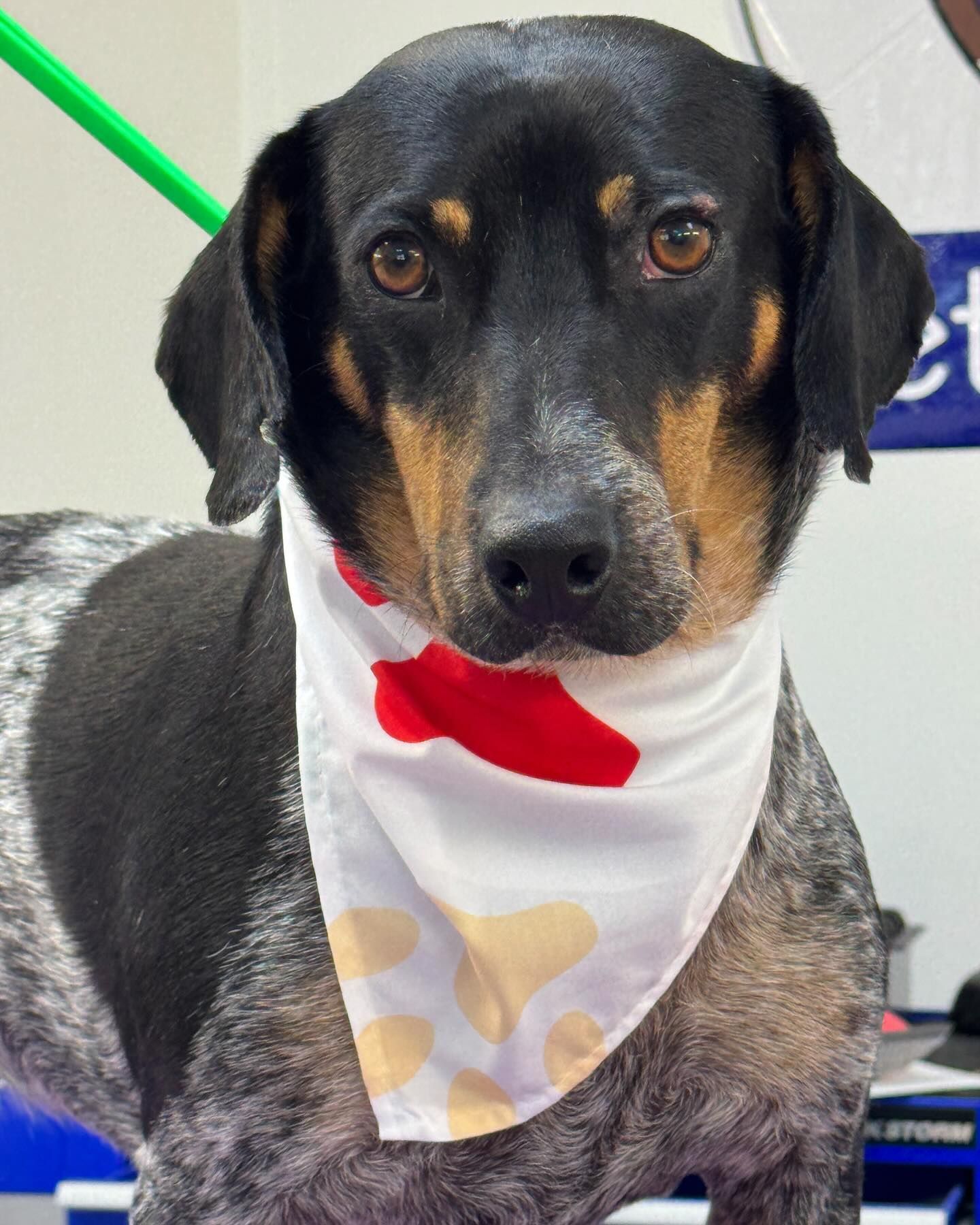 Dog with black, tan, and gray fur wearing a white bandana with red and yellow shapes.
