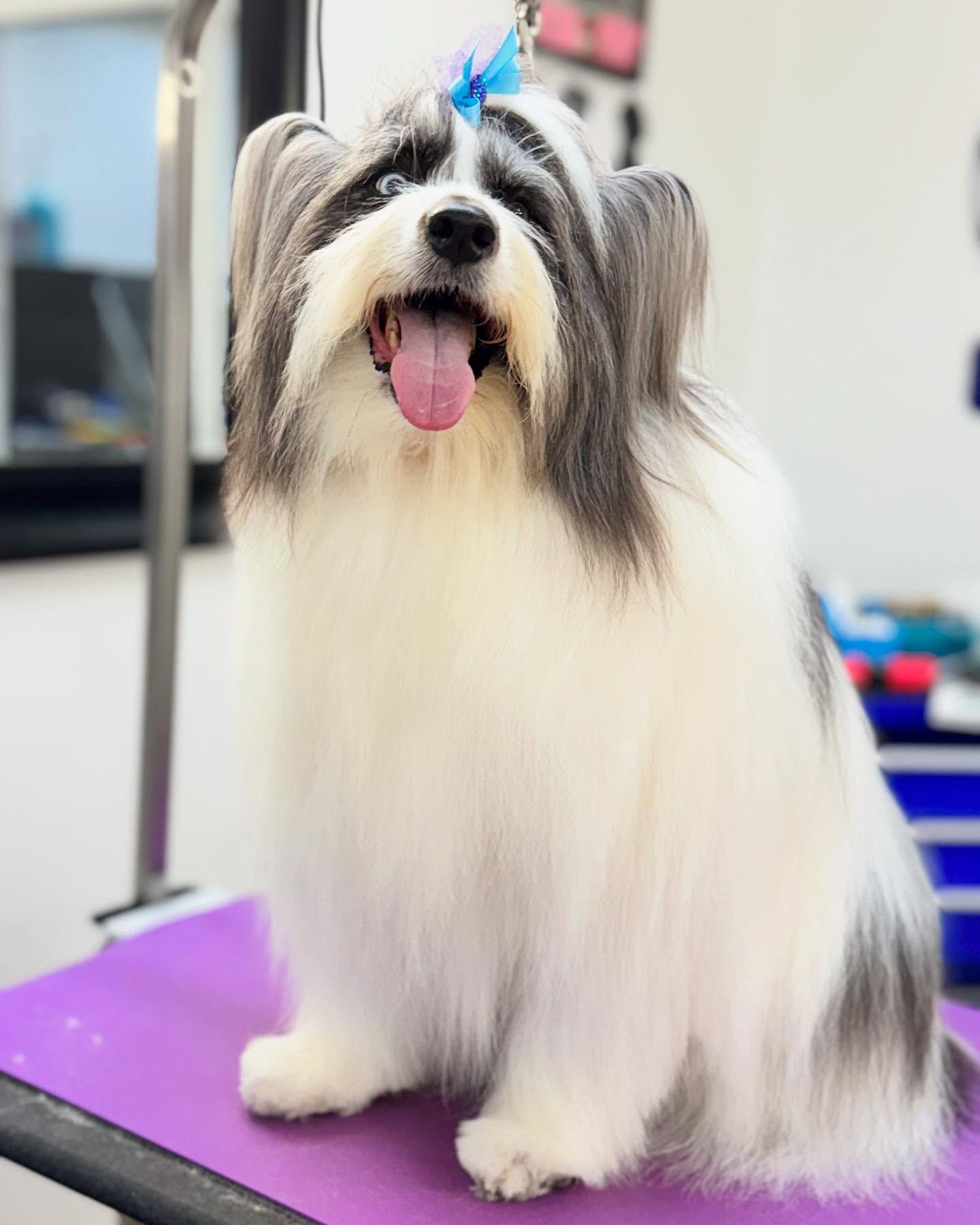 Fluffy white and grey dog with blue bow, tongue out, sitting on a purple grooming table.