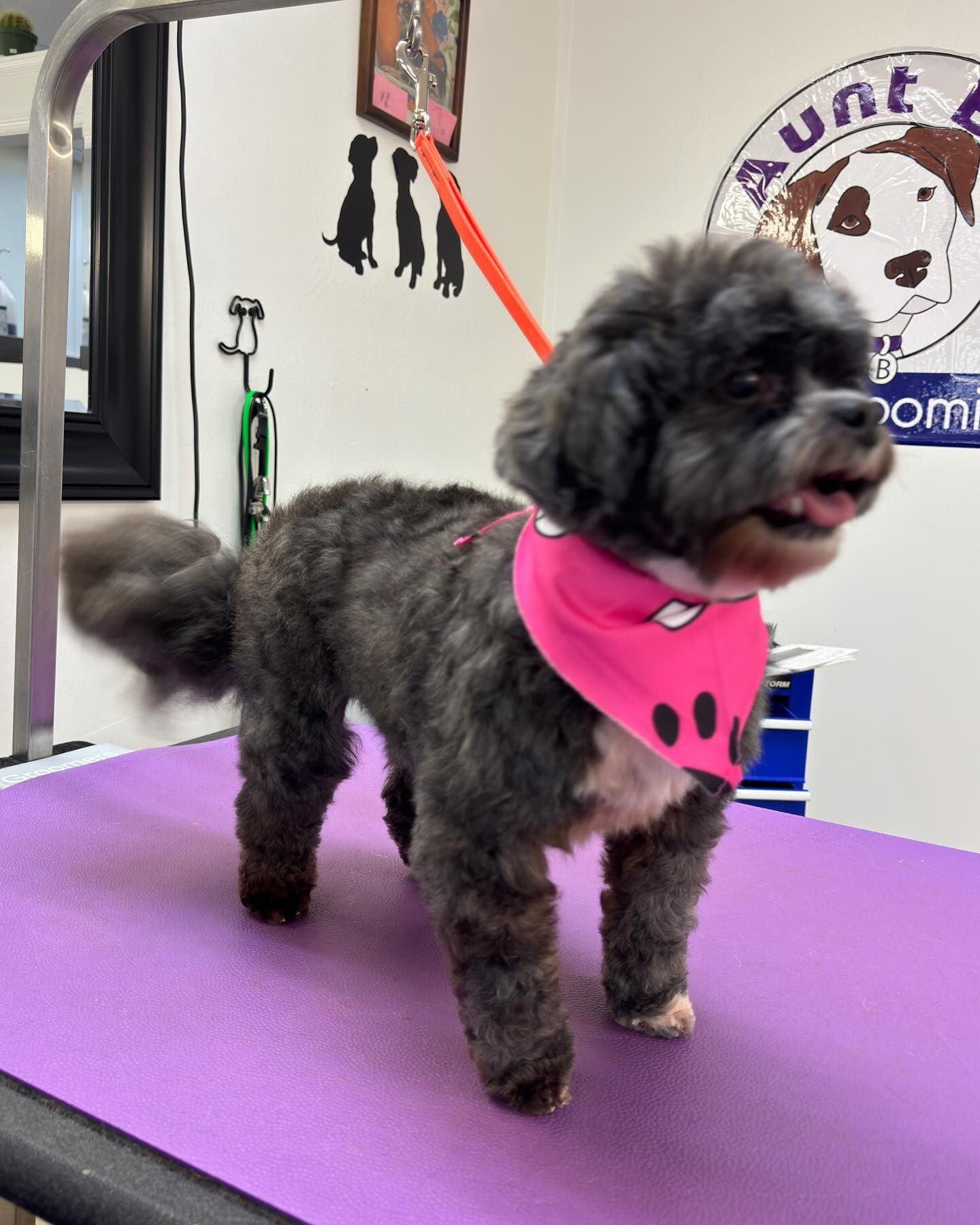 Black dog with a pink bandana, standing on a grooming table.