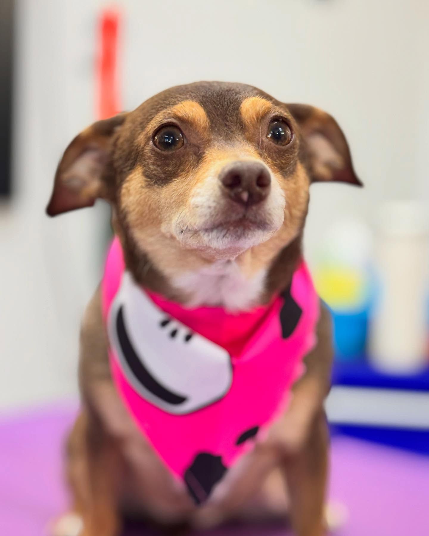 Brown and tan dog wearing a pink bandana with a white shoe design, looking up.