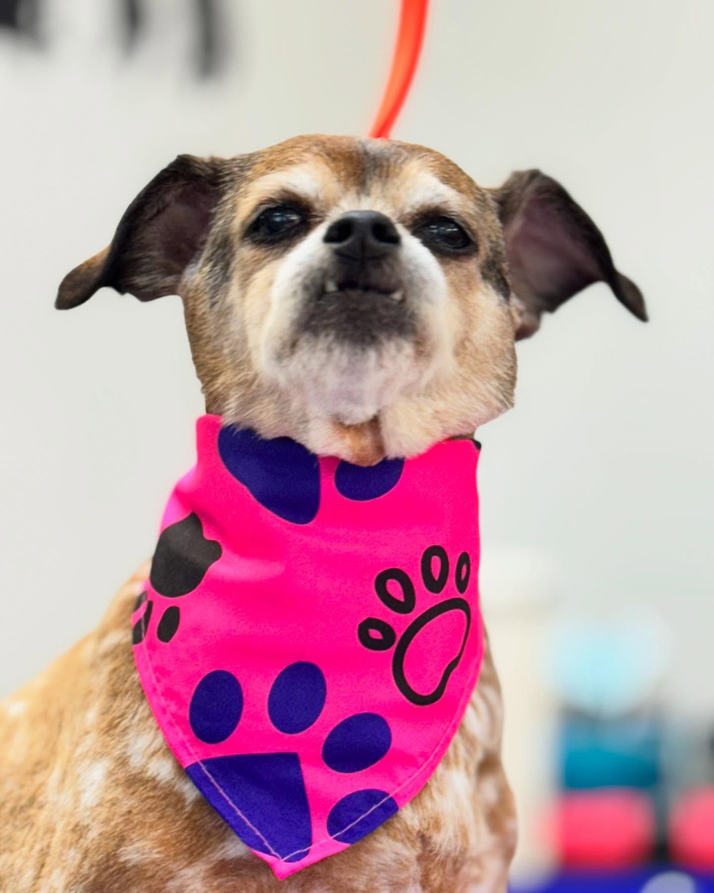 Small dog wearing a pink bandana with purple paw prints, looking up.
