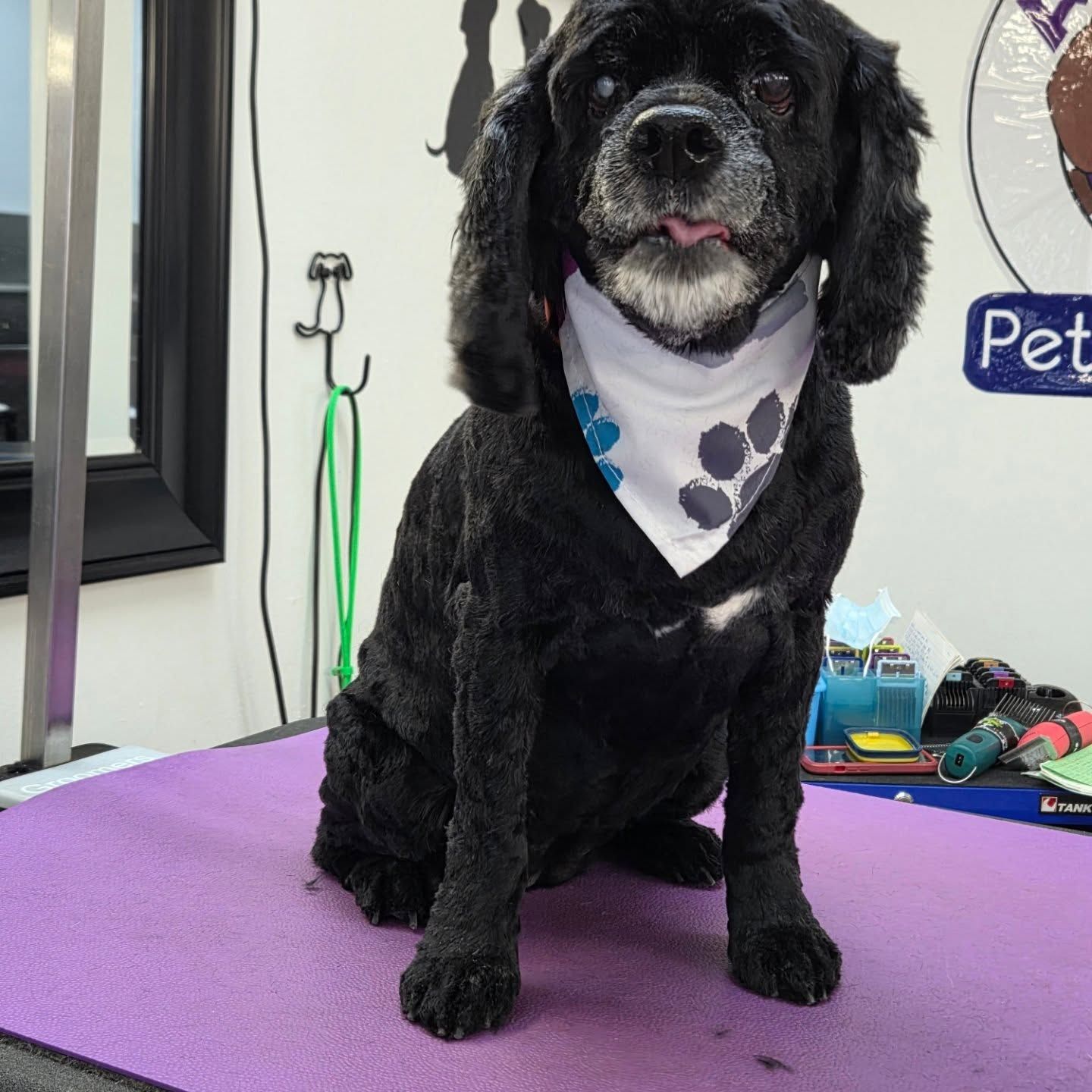 Black dog with a white beard, wearing a bandana, sits on a grooming table.