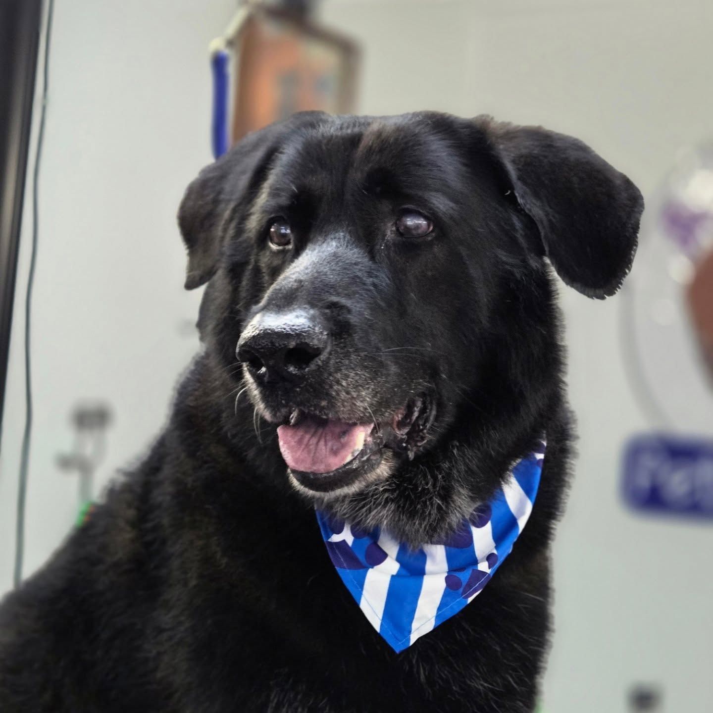 Black dog with a blue and white striped bandana, smiling, indoors.