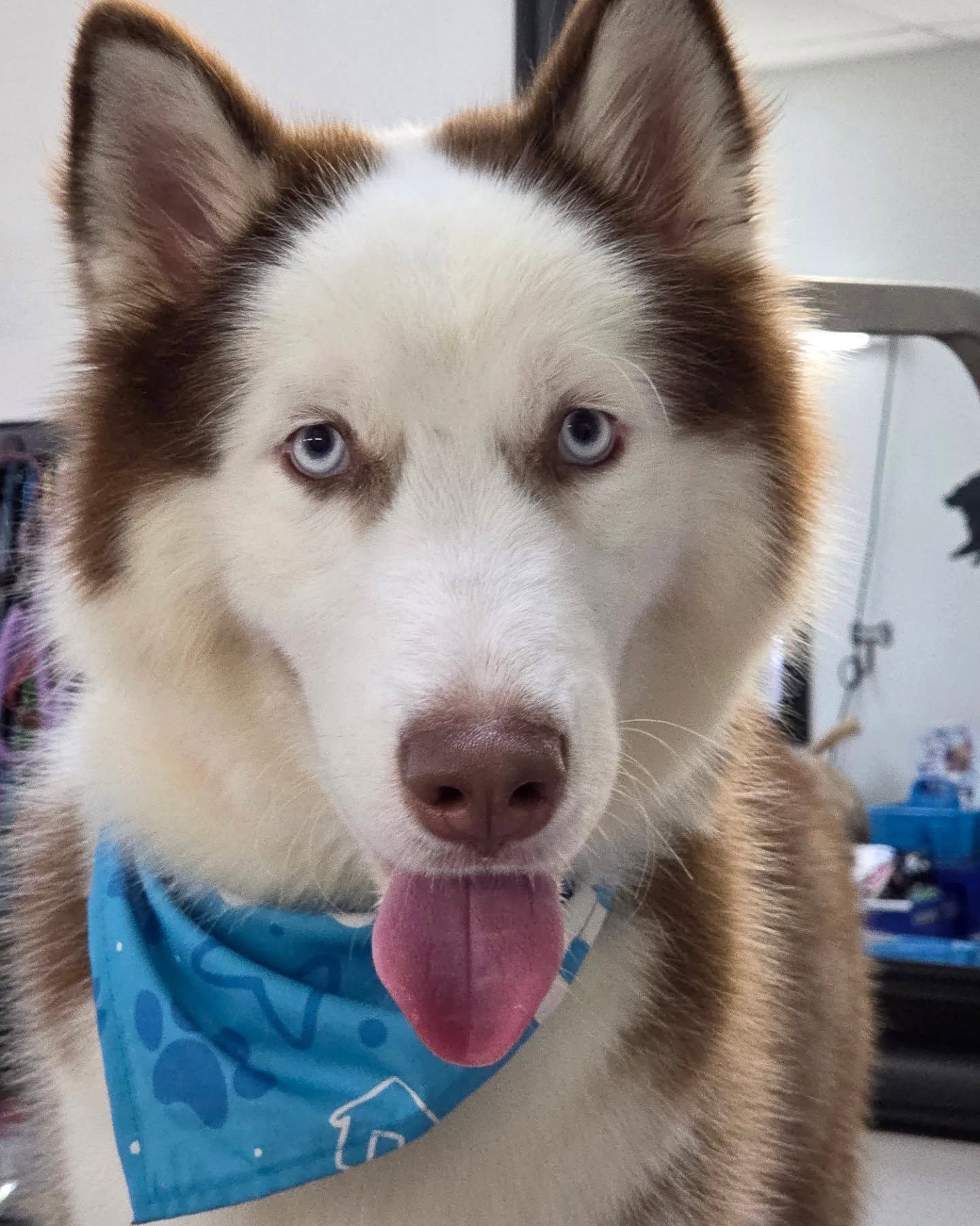 Brown and white Husky with blue eyes, wearing a blue bandana, tongue out.