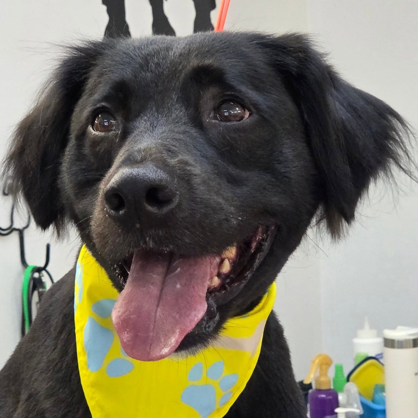 Black dog with tongue out, wearing a yellow bandana with blue paw prints, smiling.